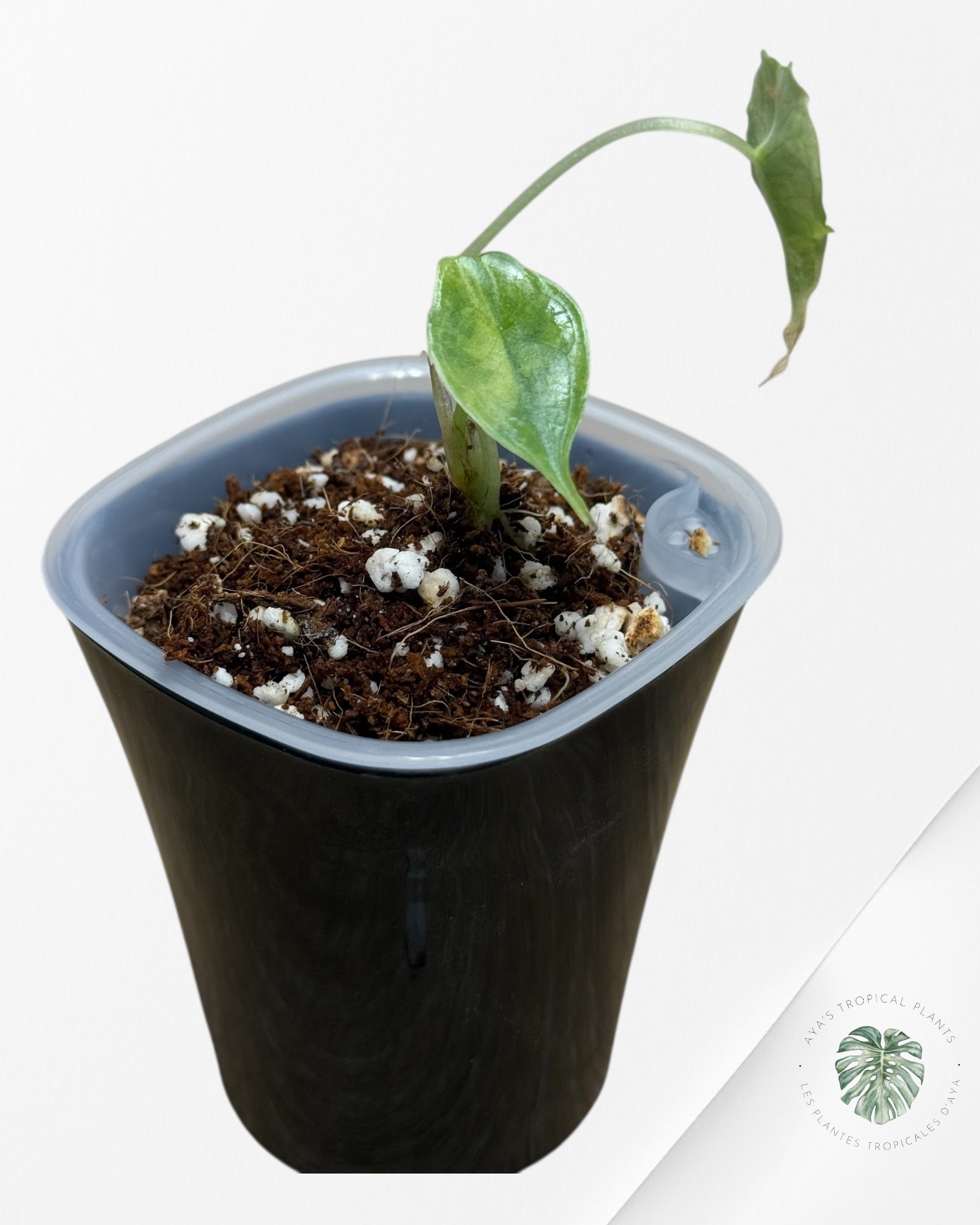 Alocasia Heterophylla "Dragons Breath" Aurea Variegated