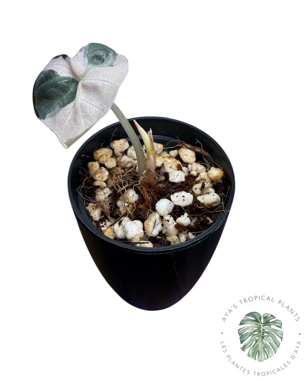 Alocasia Heart Balloon Pink variegated