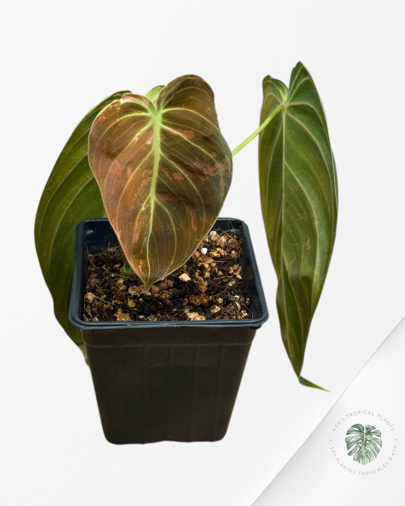 Philodendron Melanochrysum Variegated | Rare Aroid Plant| Aya’s Tropical Plants