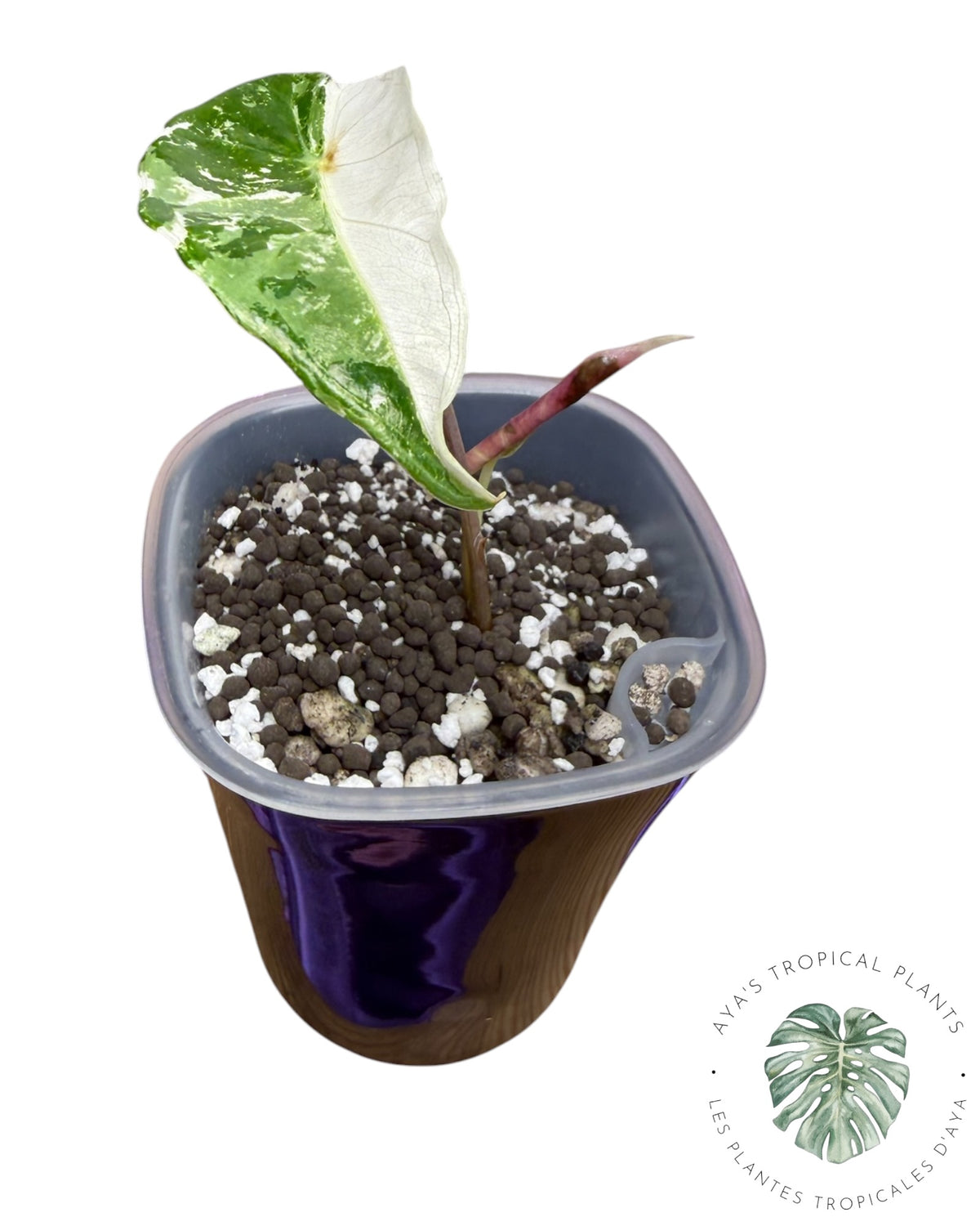 Alocasia Longiloba Grandis Variegated