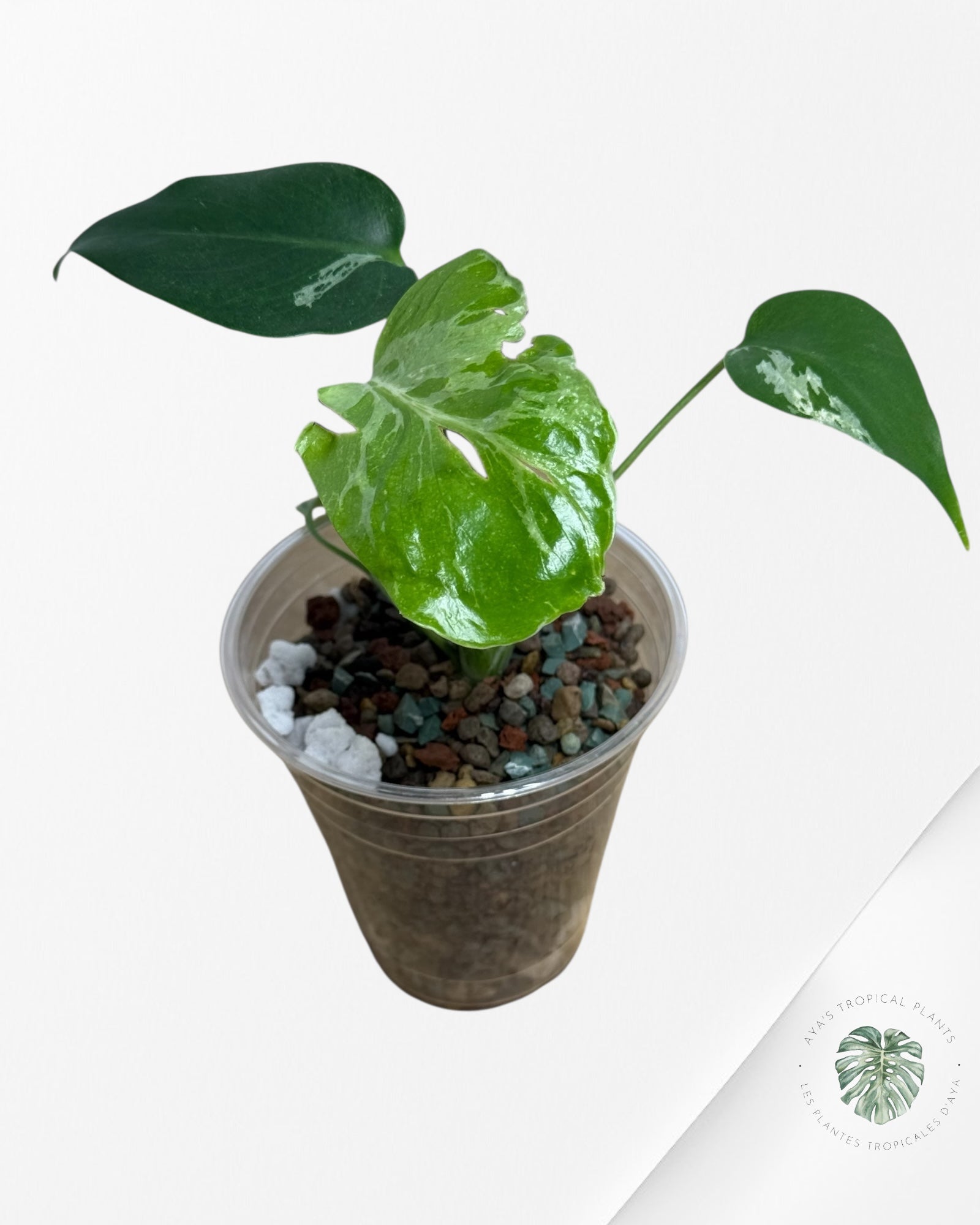 Monstera Deliciosa Bulbasaur