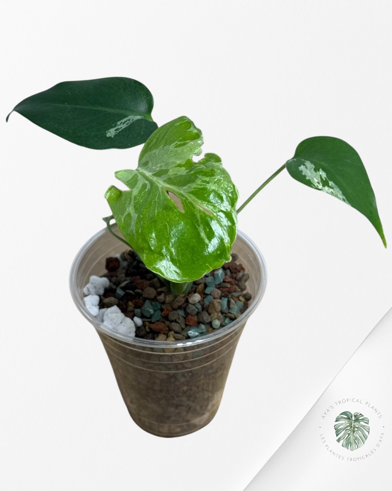 Monstera Deliciosa Bulbasaur