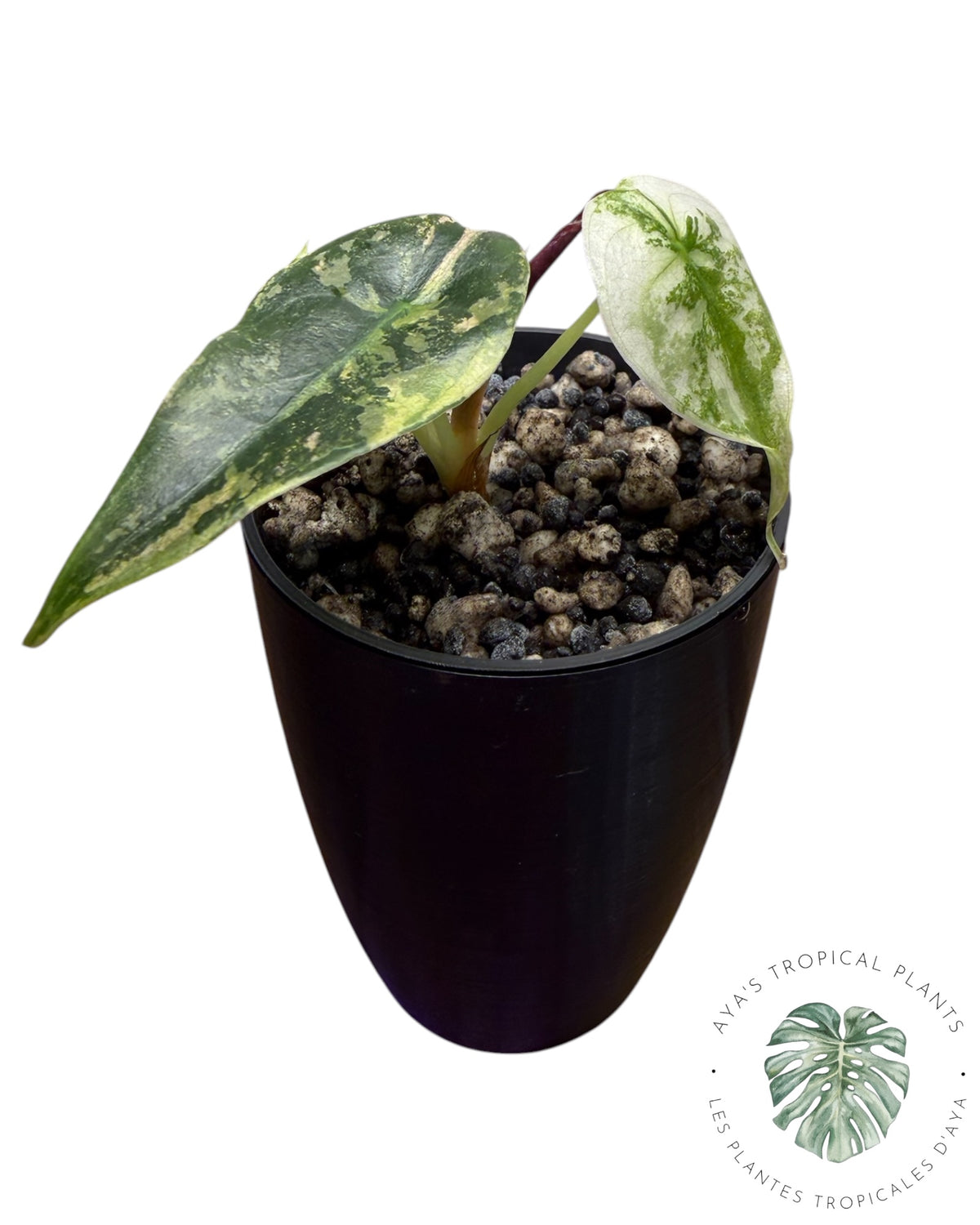 Alocasia Sedenii Pink Variegated