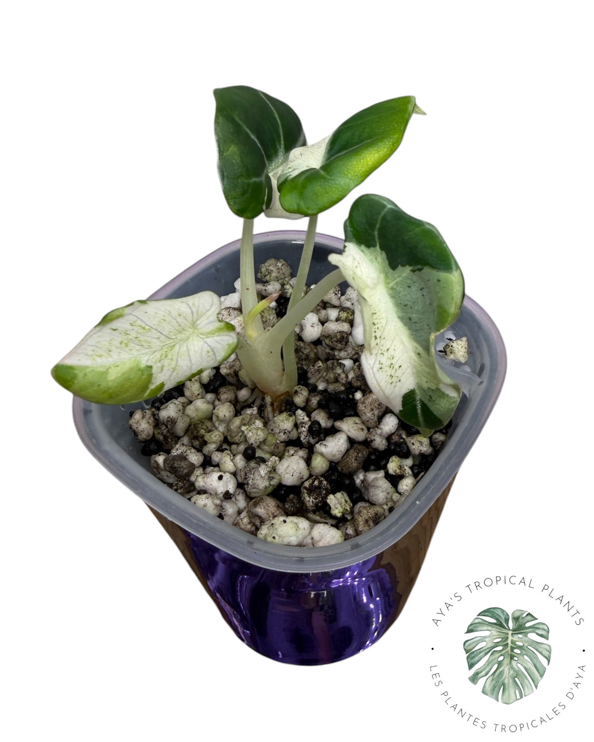 Alocasia Black Velvet Pink Snowflake Variegated