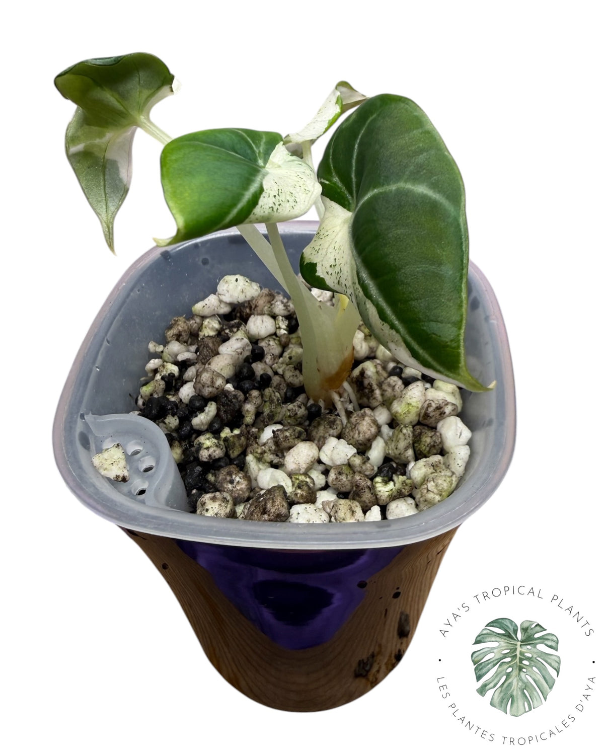 Alocasia Black Velvet Pink Snowflake Variegated