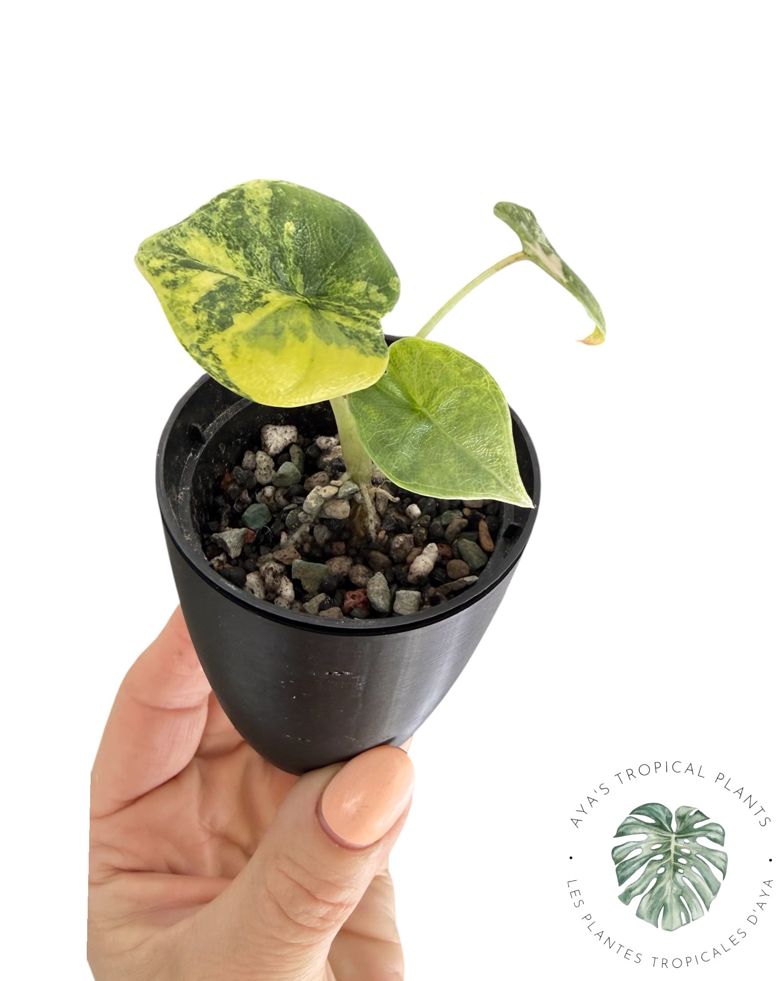 Alocasia Melo Aurea Variegated