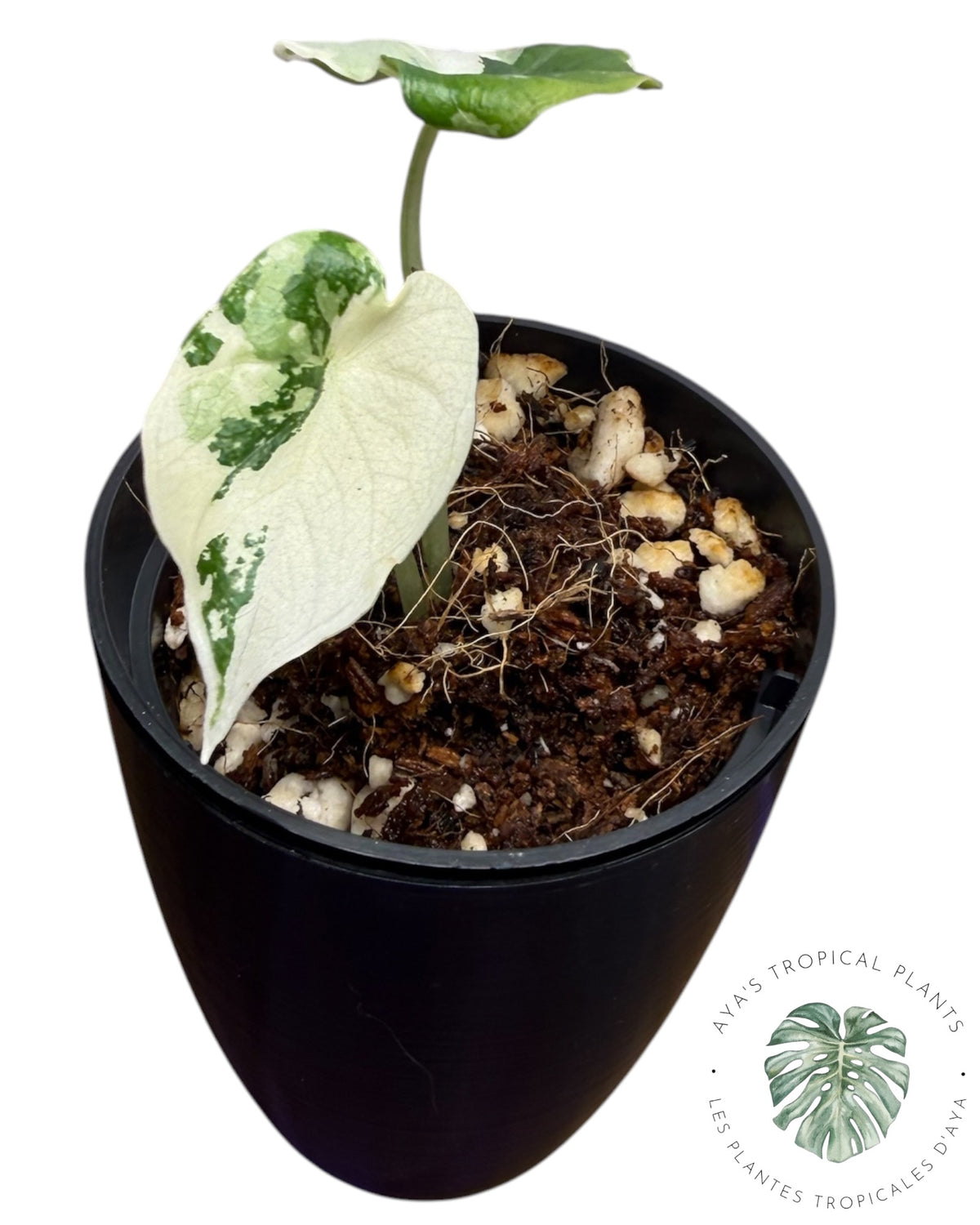 Alocasia Melo Albo Panaché