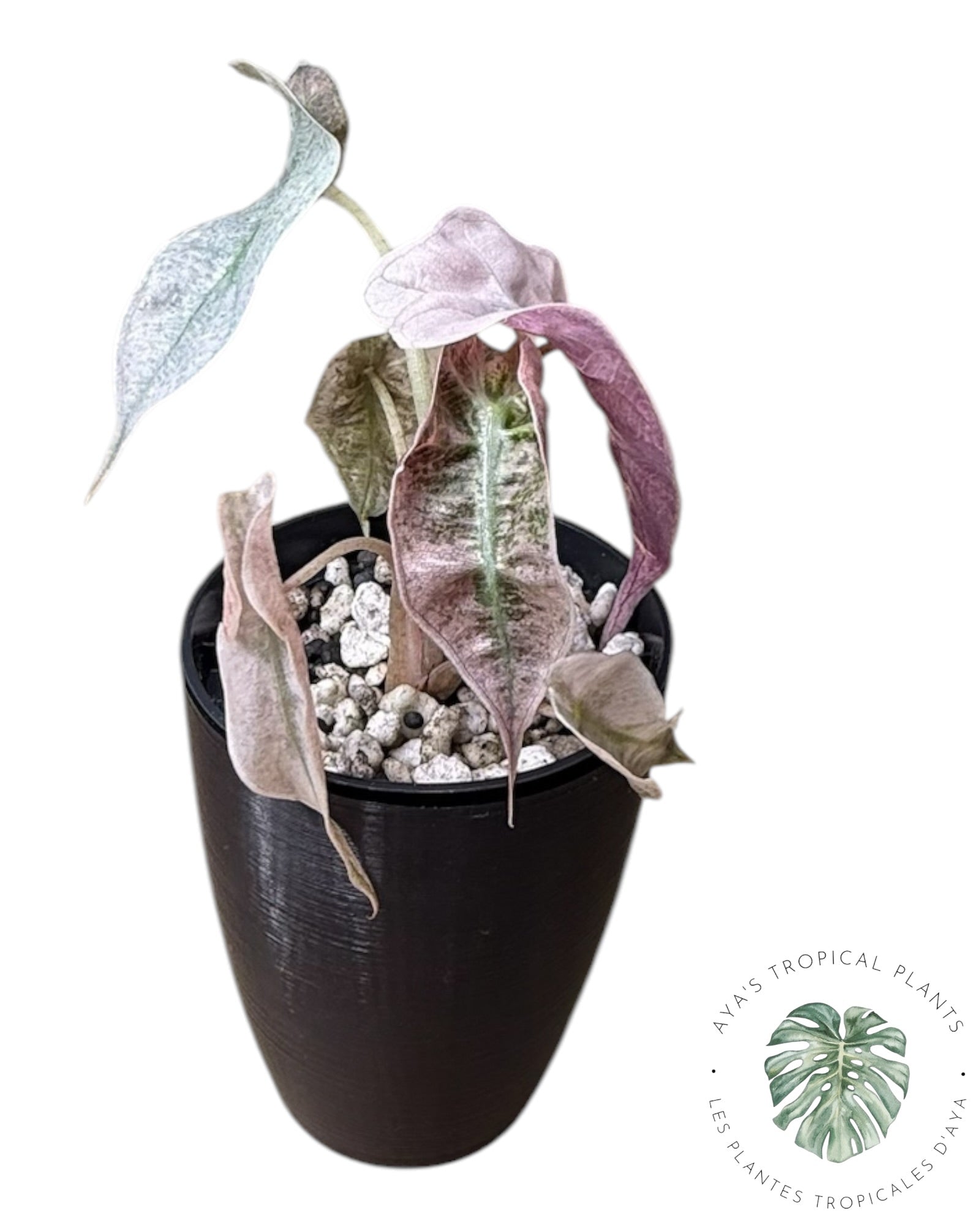 Alocasia polly pink mutation