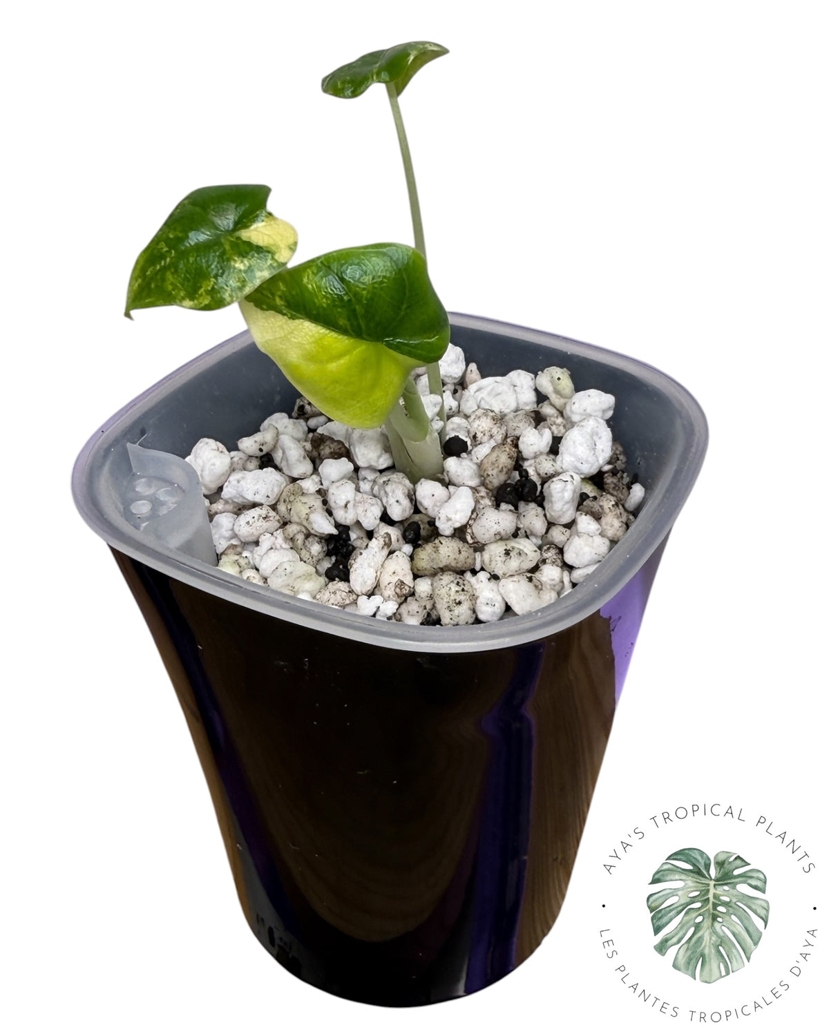 Alocasia Melo Aurea Panaché