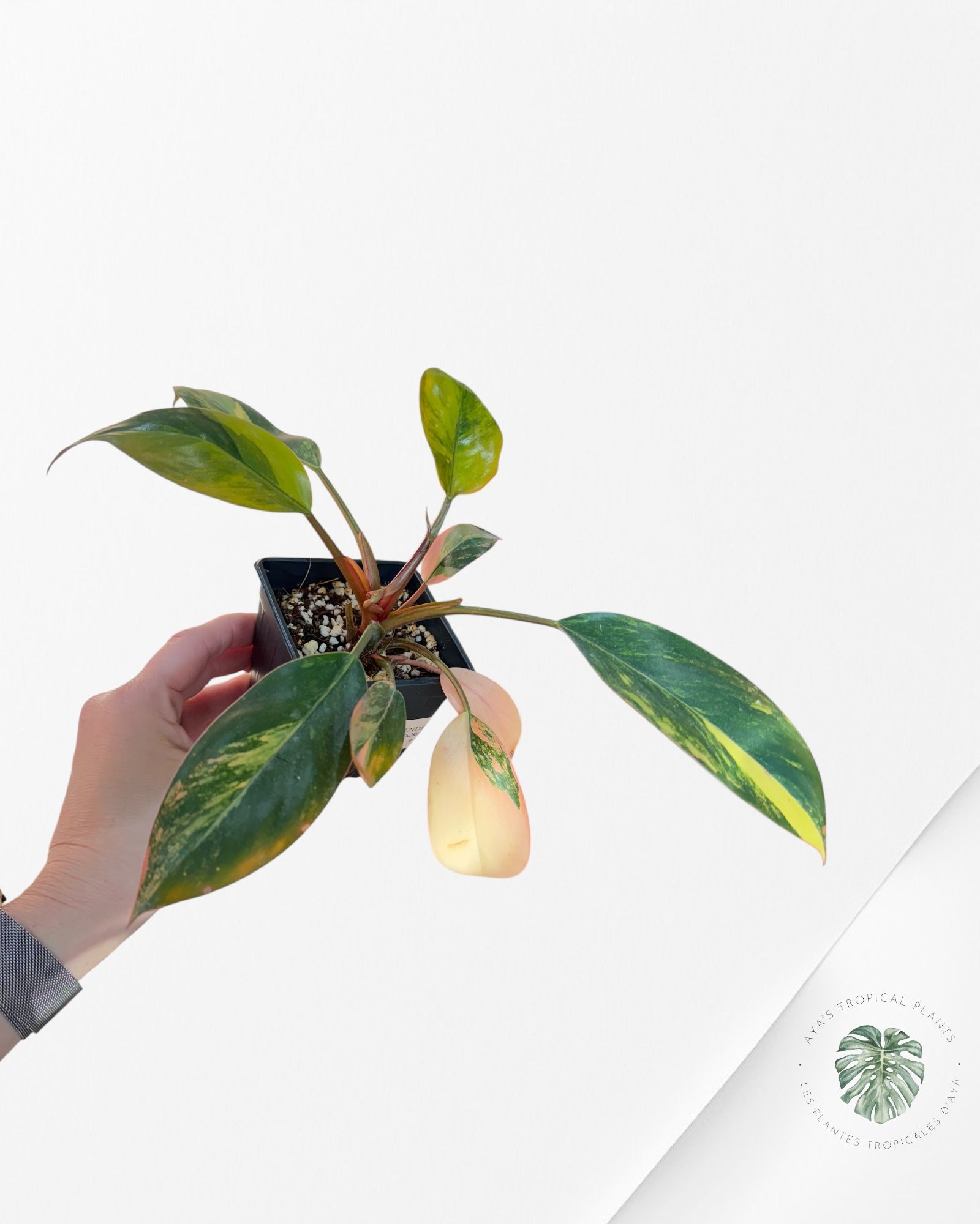 Philodendron 'Red Congo' variegated - F30