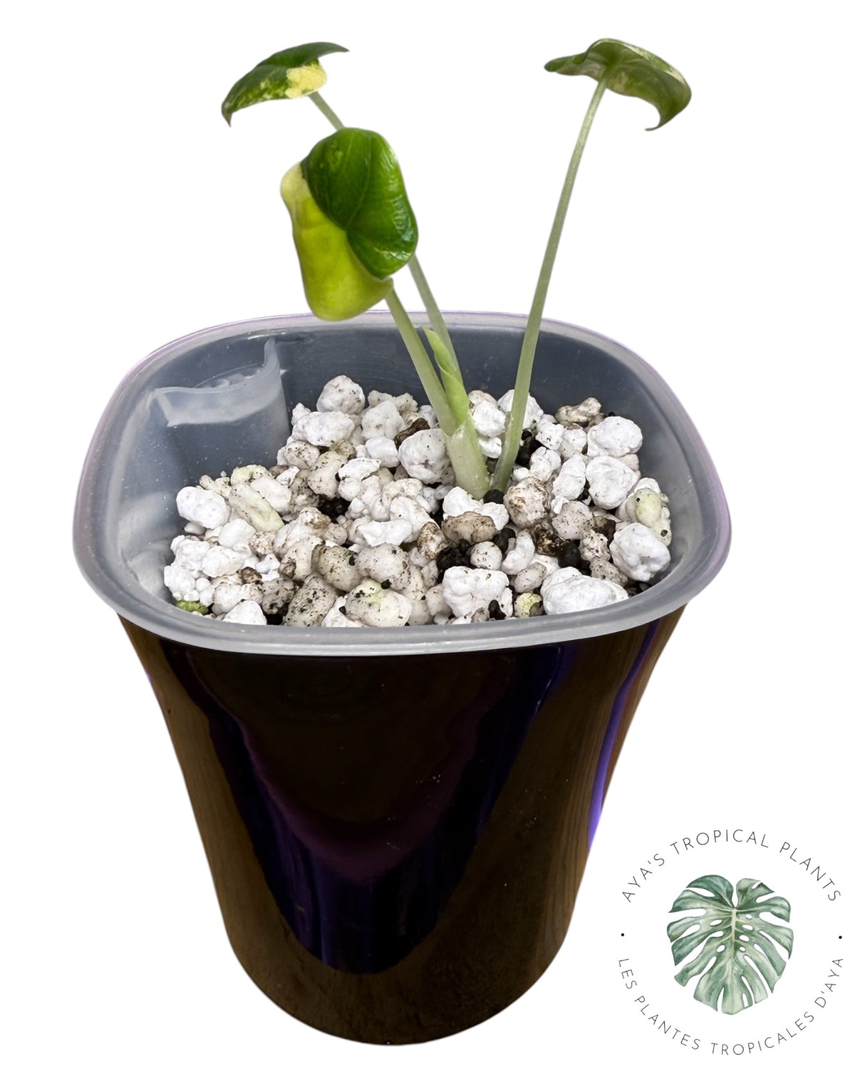 Alocasia Melo Aurea Panaché