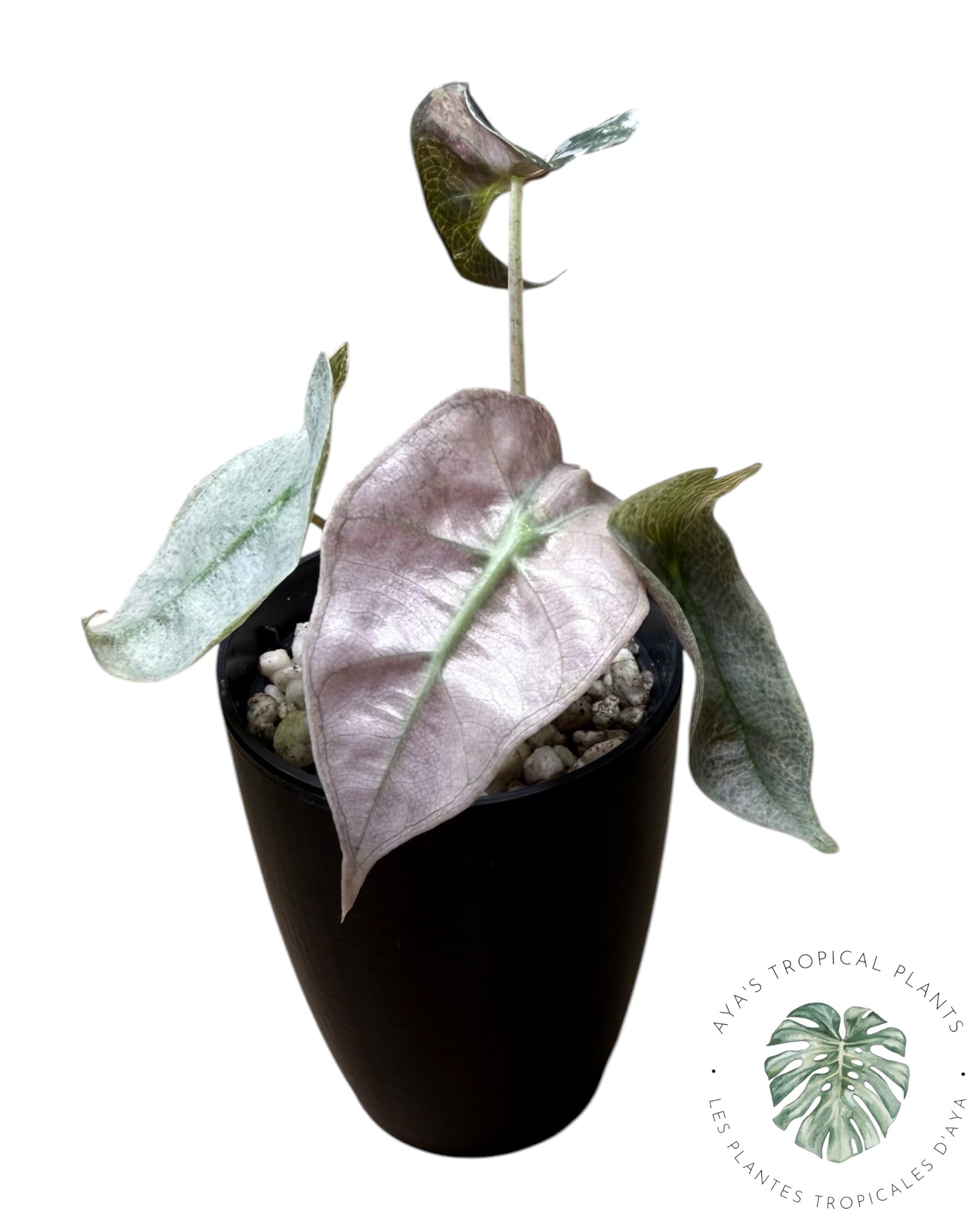 Mutation rose d'Alocasia polly