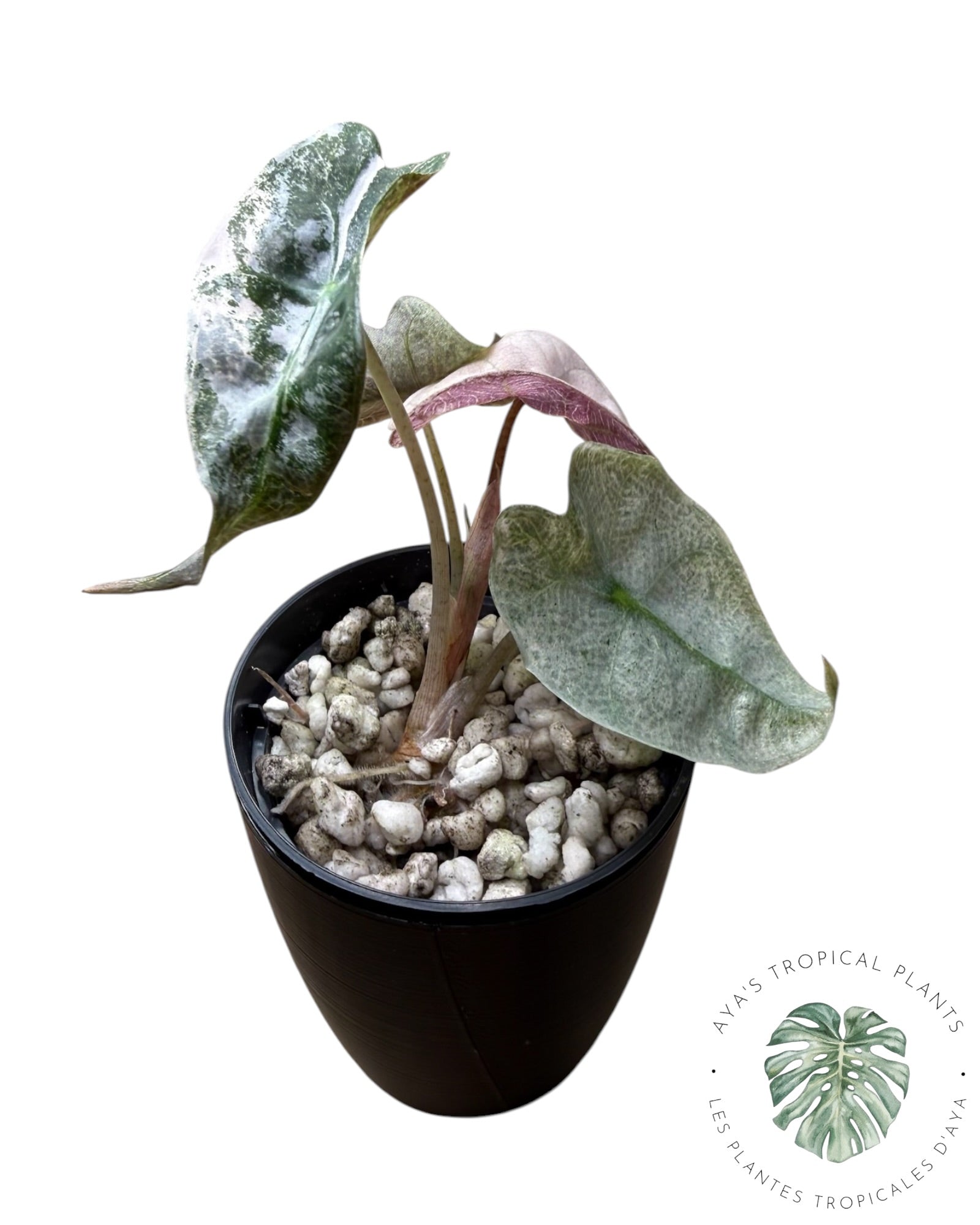 Mutation rose d'Alocasia polly