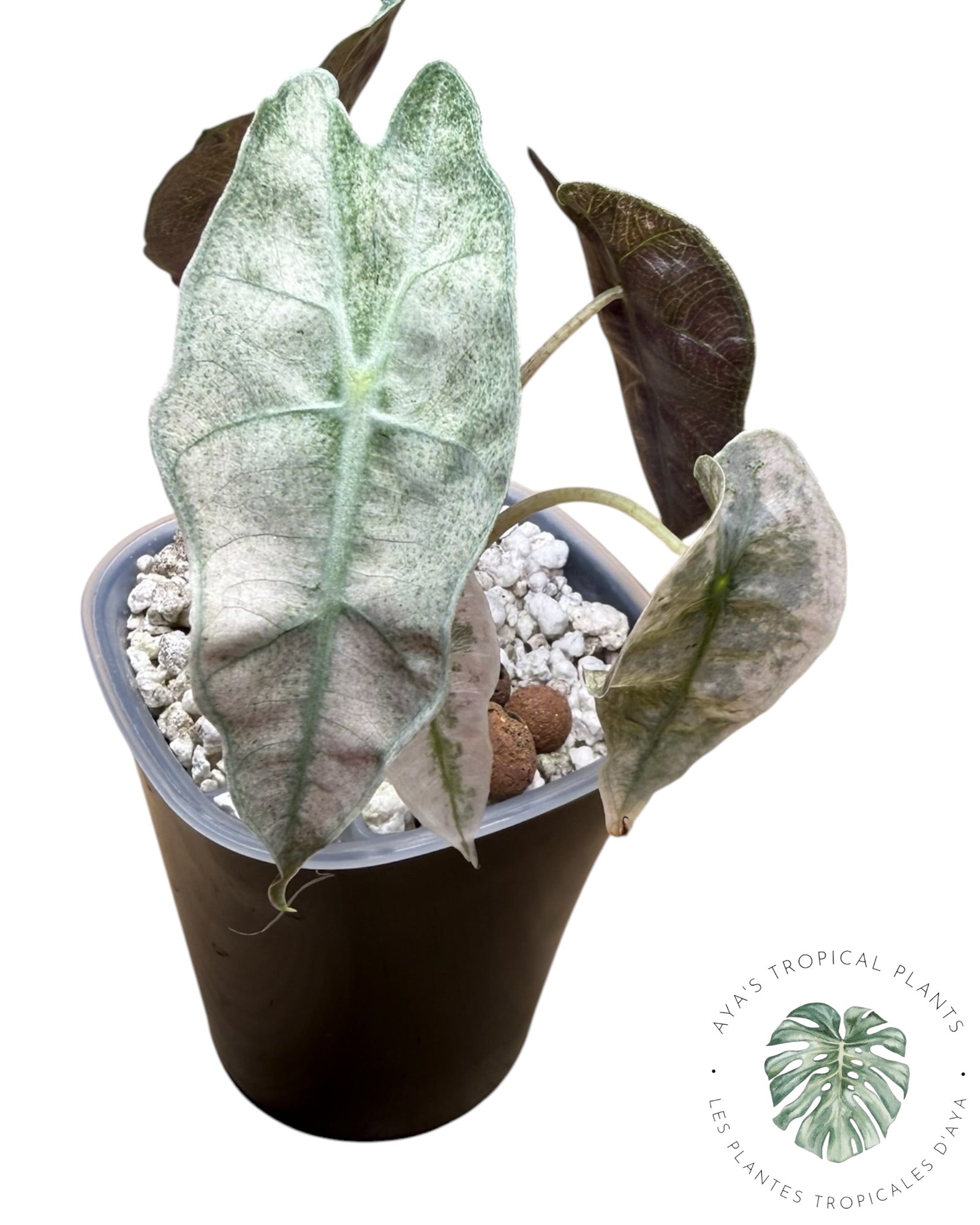 Mutation rose d'Alocasia polly