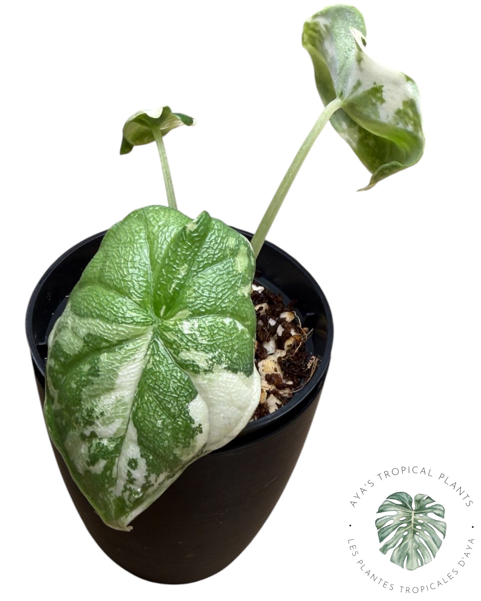 Alocasia Melo Albo Variegated
