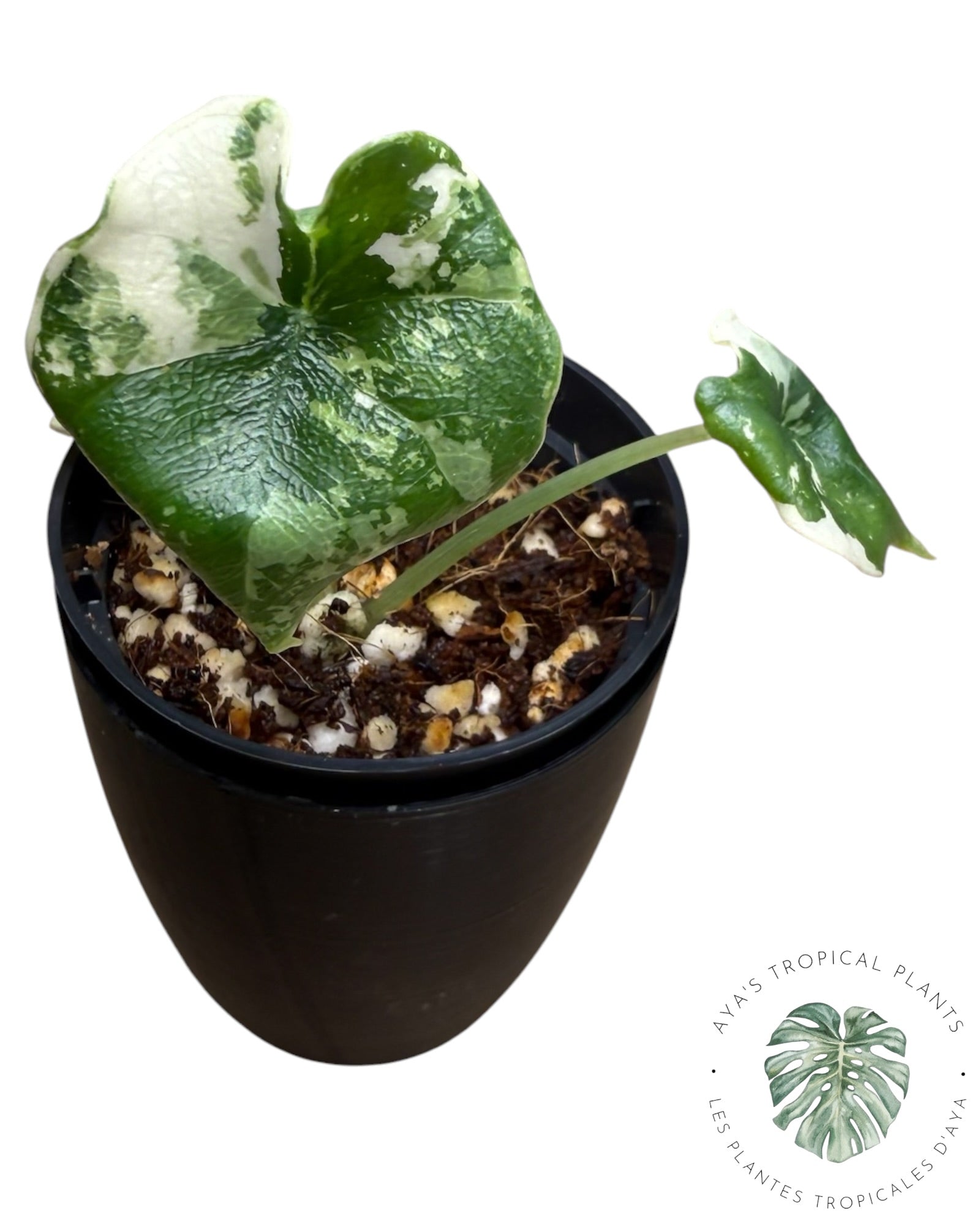 Alocasia Melo Albo Variegated