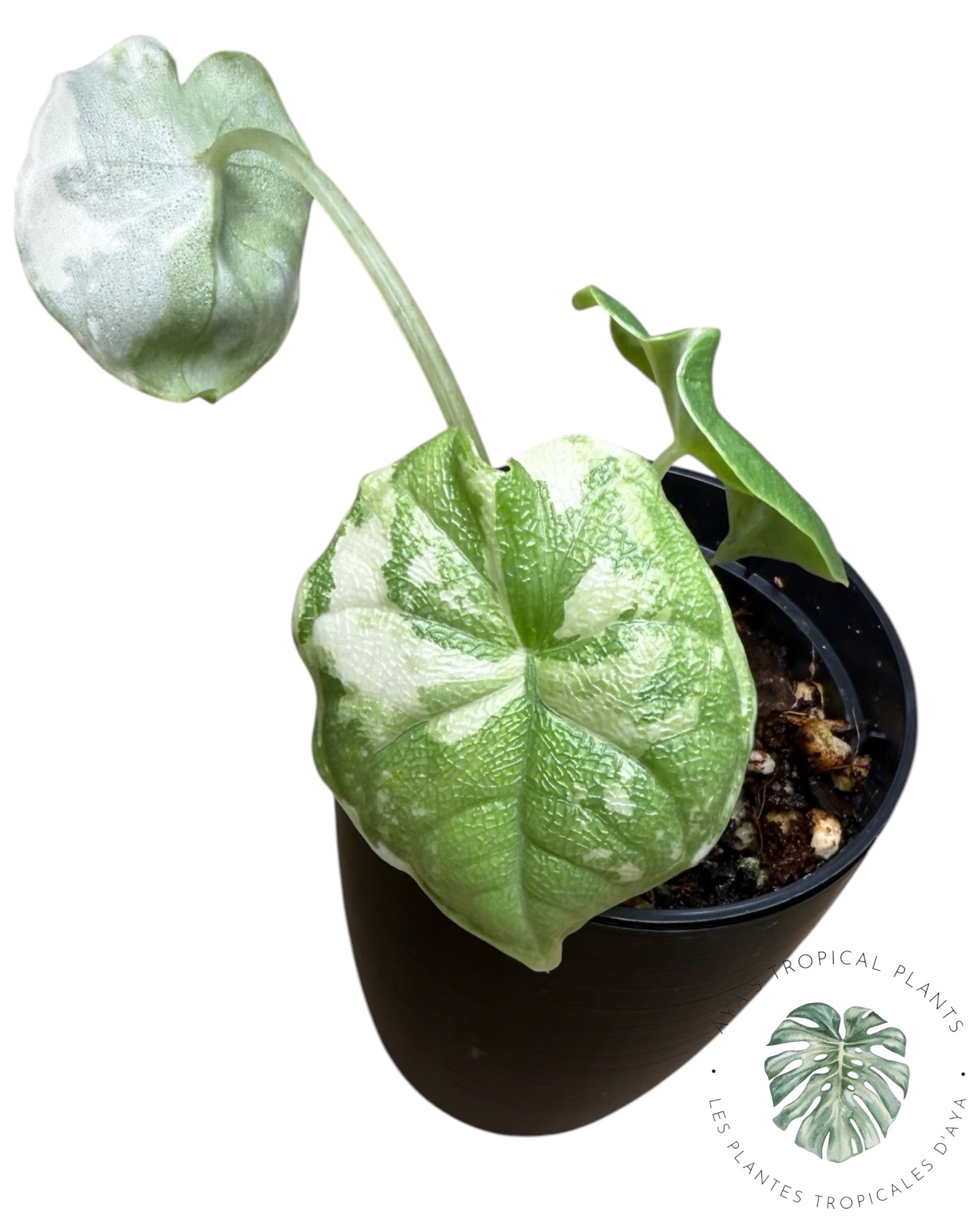 Alocasia Melo Albo Variegated