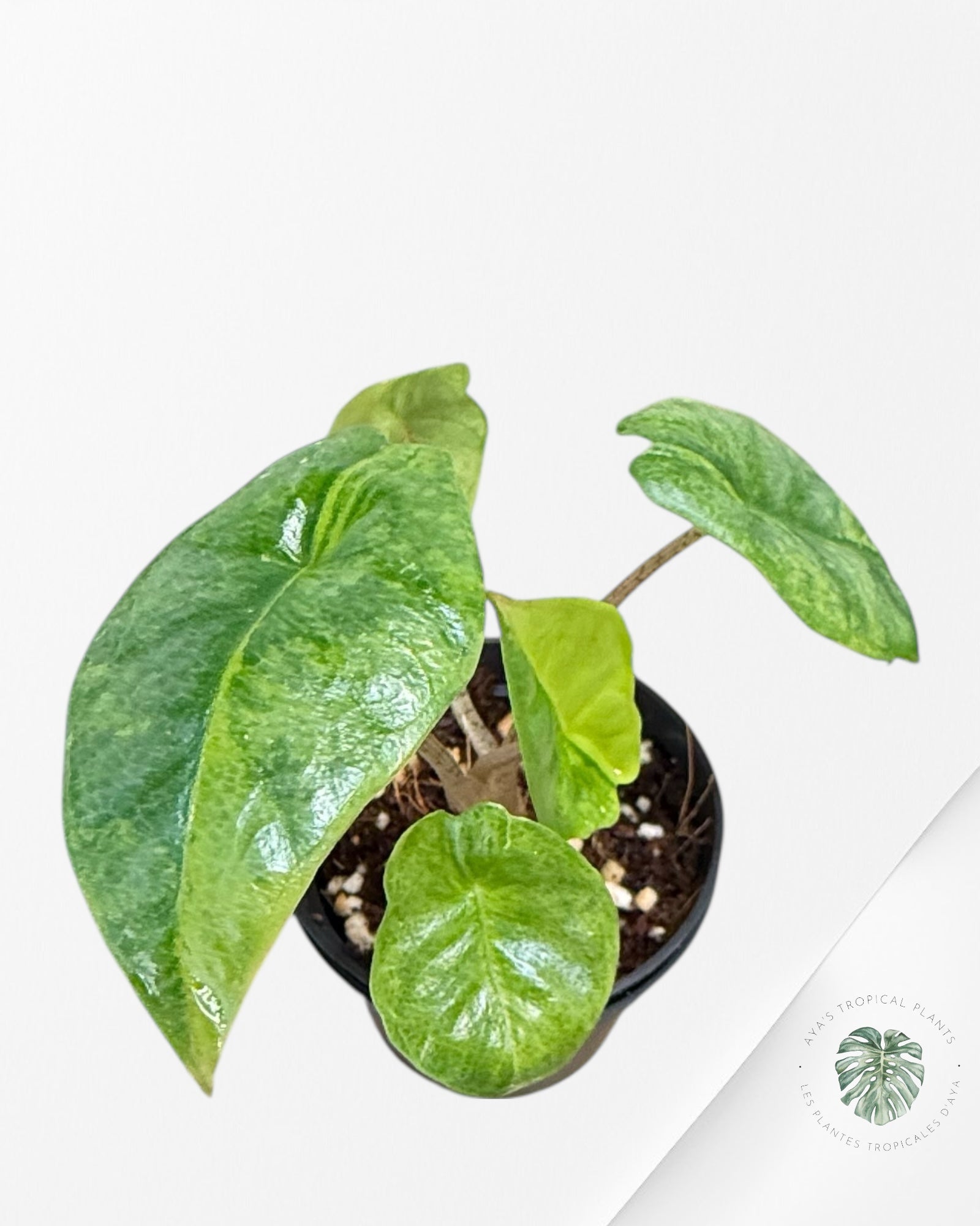 Alocasia Heterophylla Metallic Blue Variegated - G