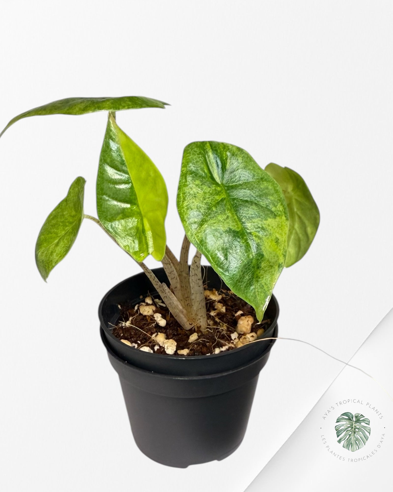 Alocasia Heterophylla Metallic Blue Variegated - G