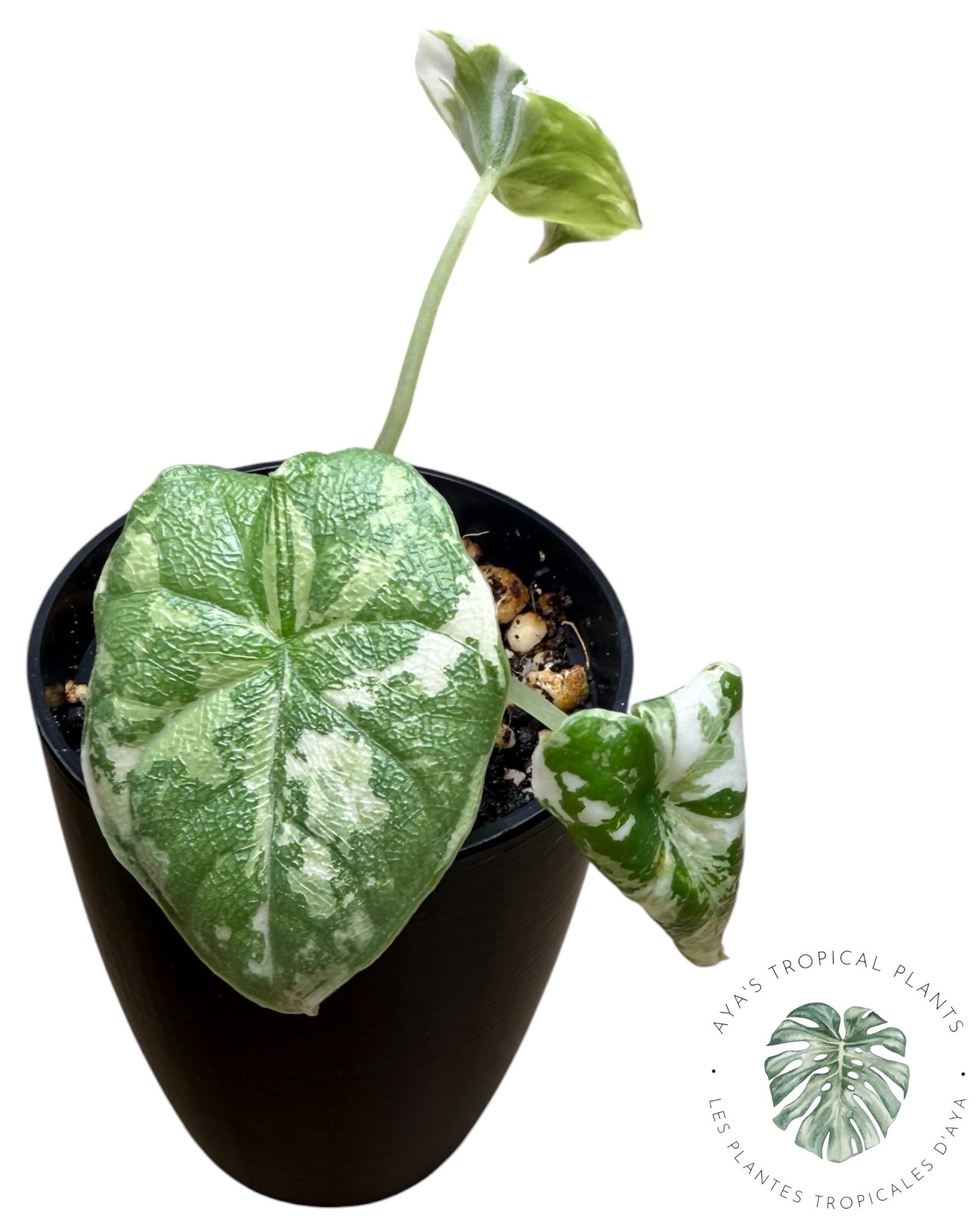 Alocasia Melo Albo panaché