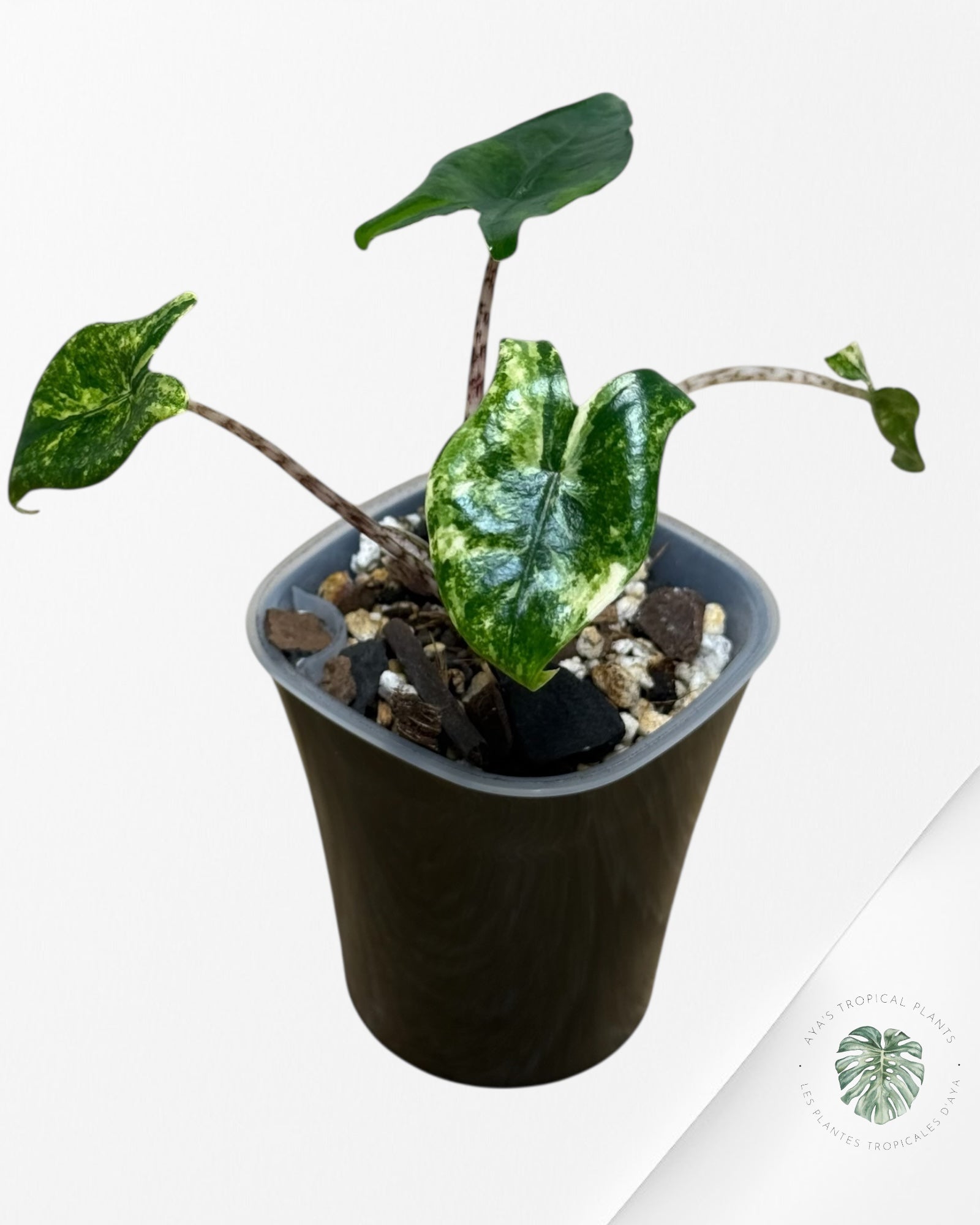 Alocasia Zebrina Thomas Variegated