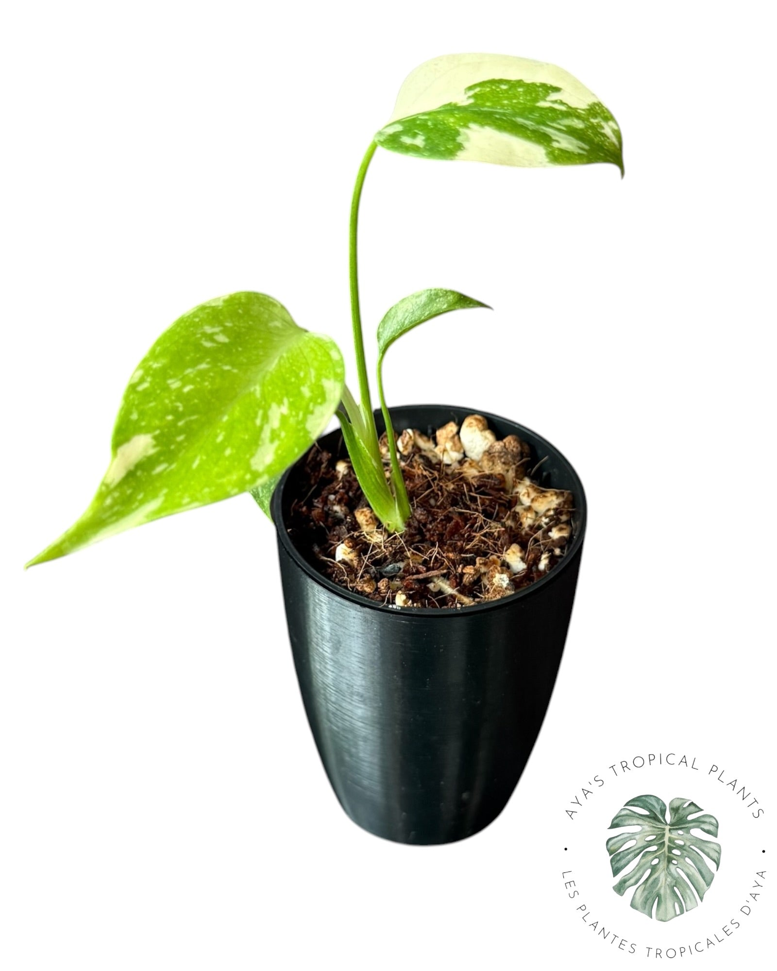 Monstera Thai Constellation Crème Brûlée