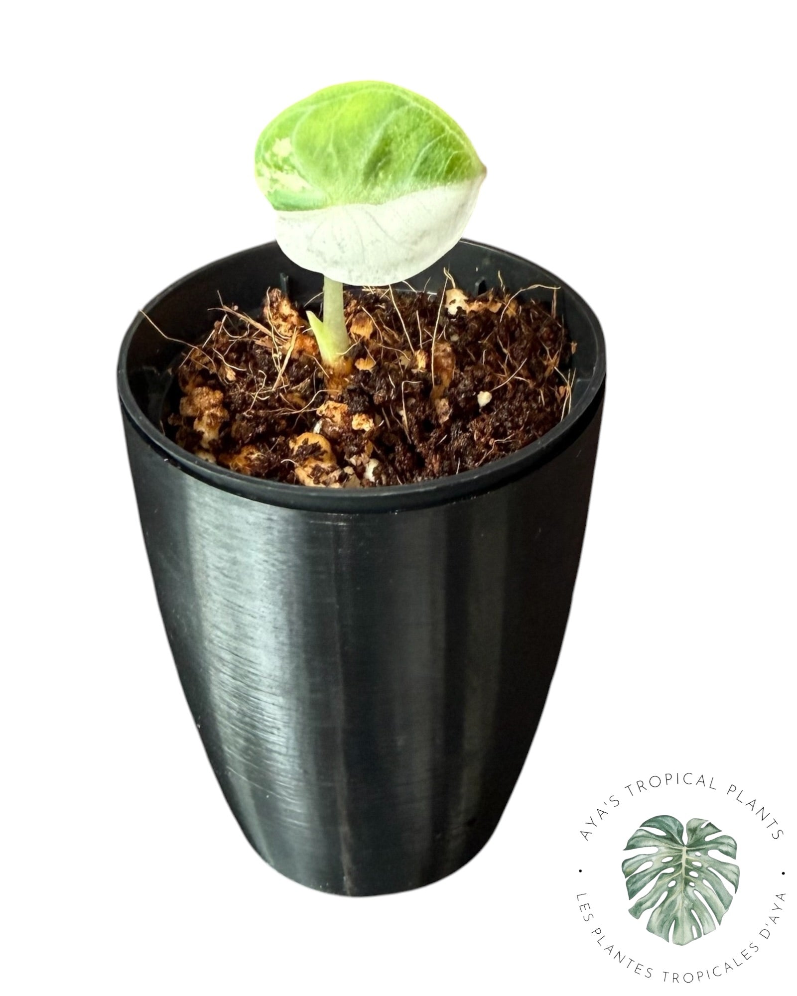 Alocasia Ninja Albo Variegated