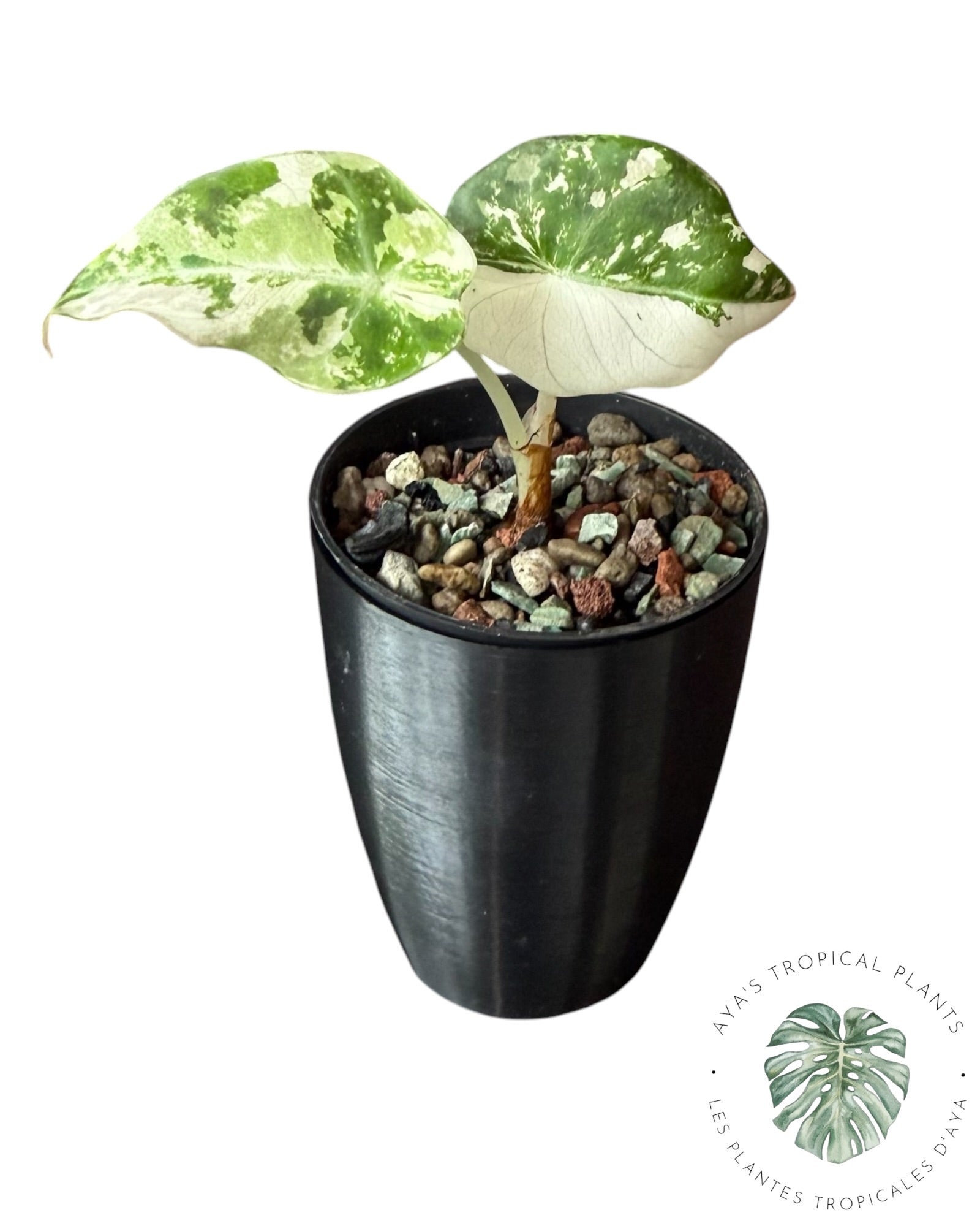 Alocasia Black Velvet Pink Variegated