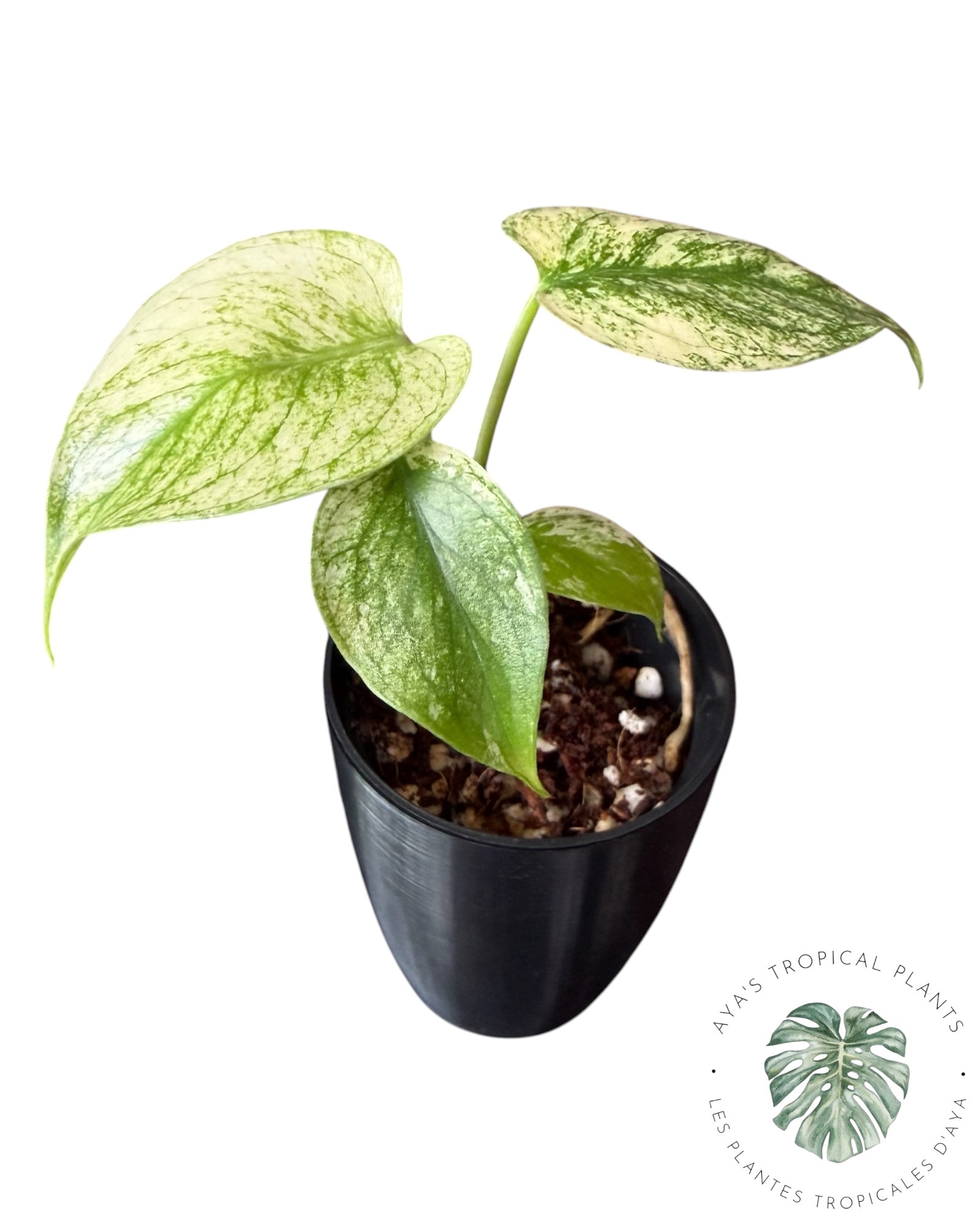 Monstera White Monster