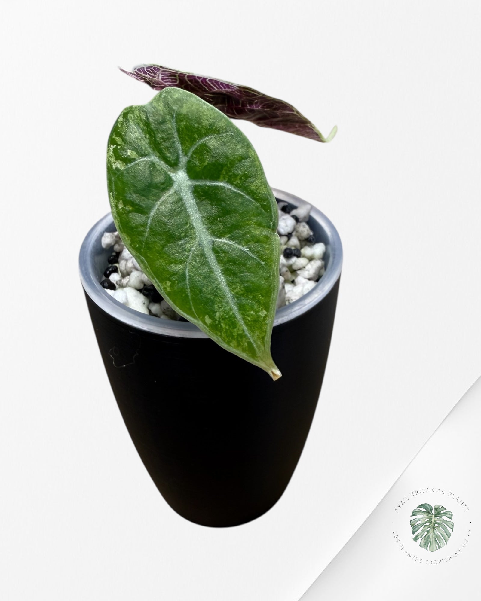 Alocasia Watsoniana Doff. Pink Variegated