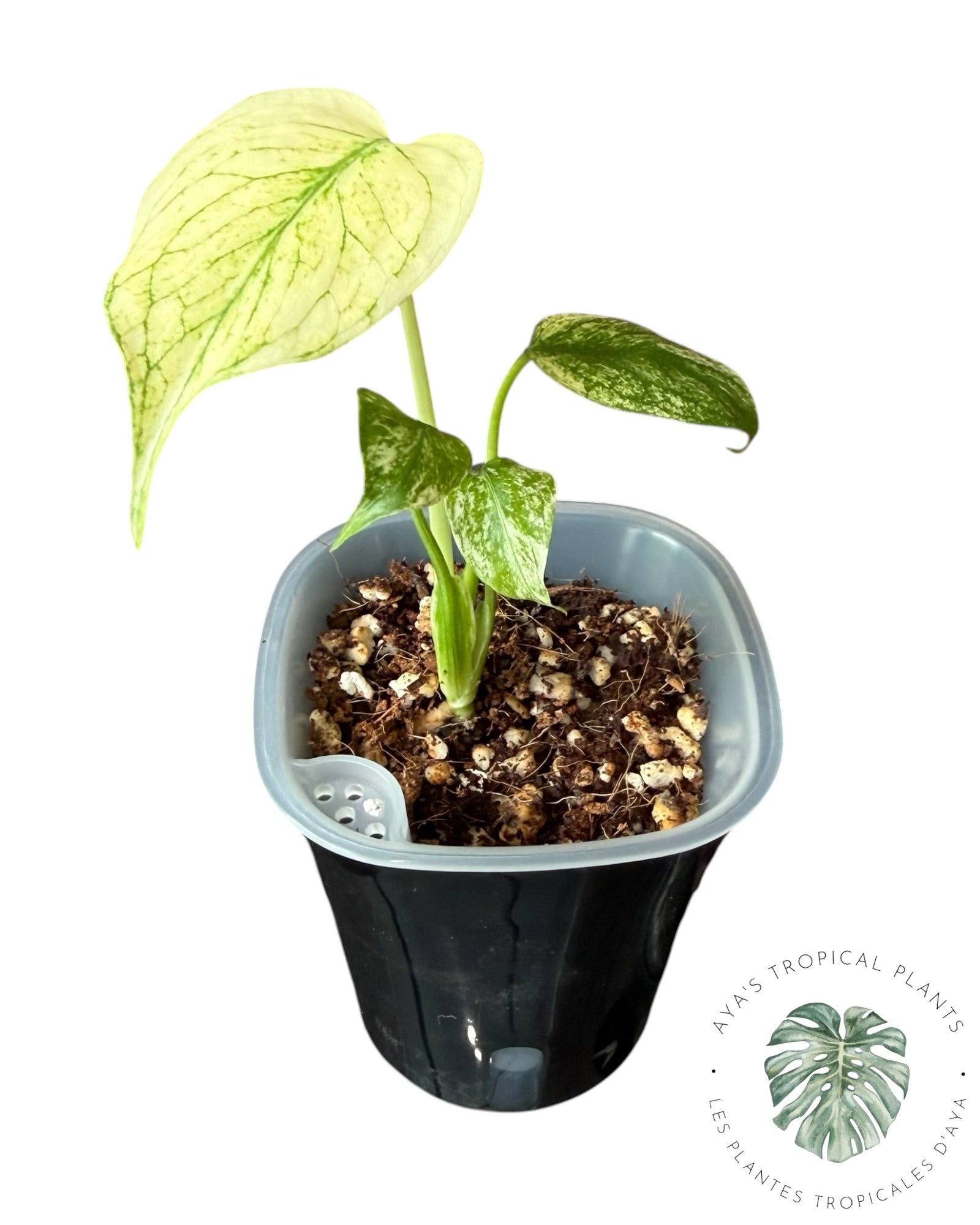 Monstera White Monster