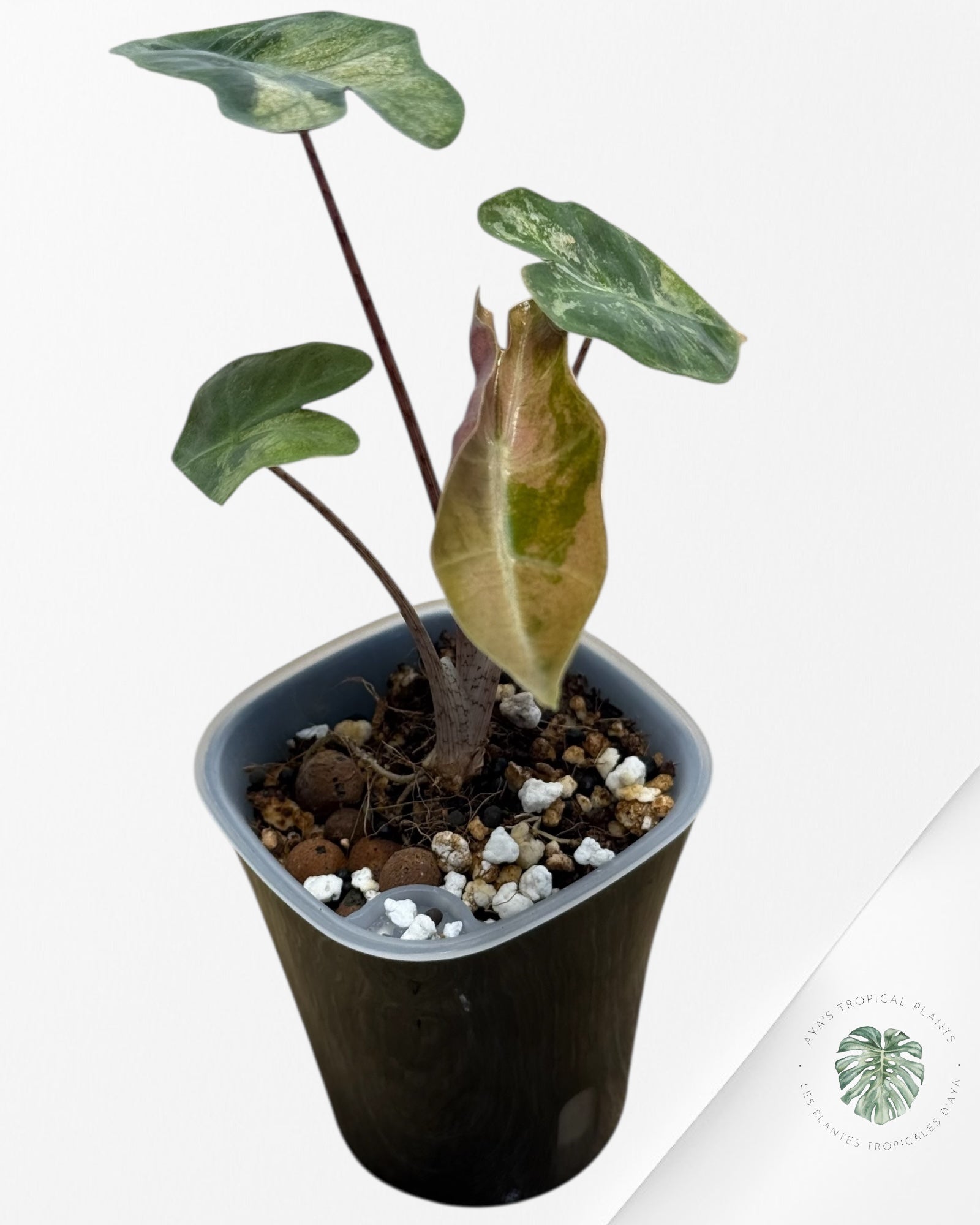 Alocasia Pseudo-Sanderiana Pink Variegated