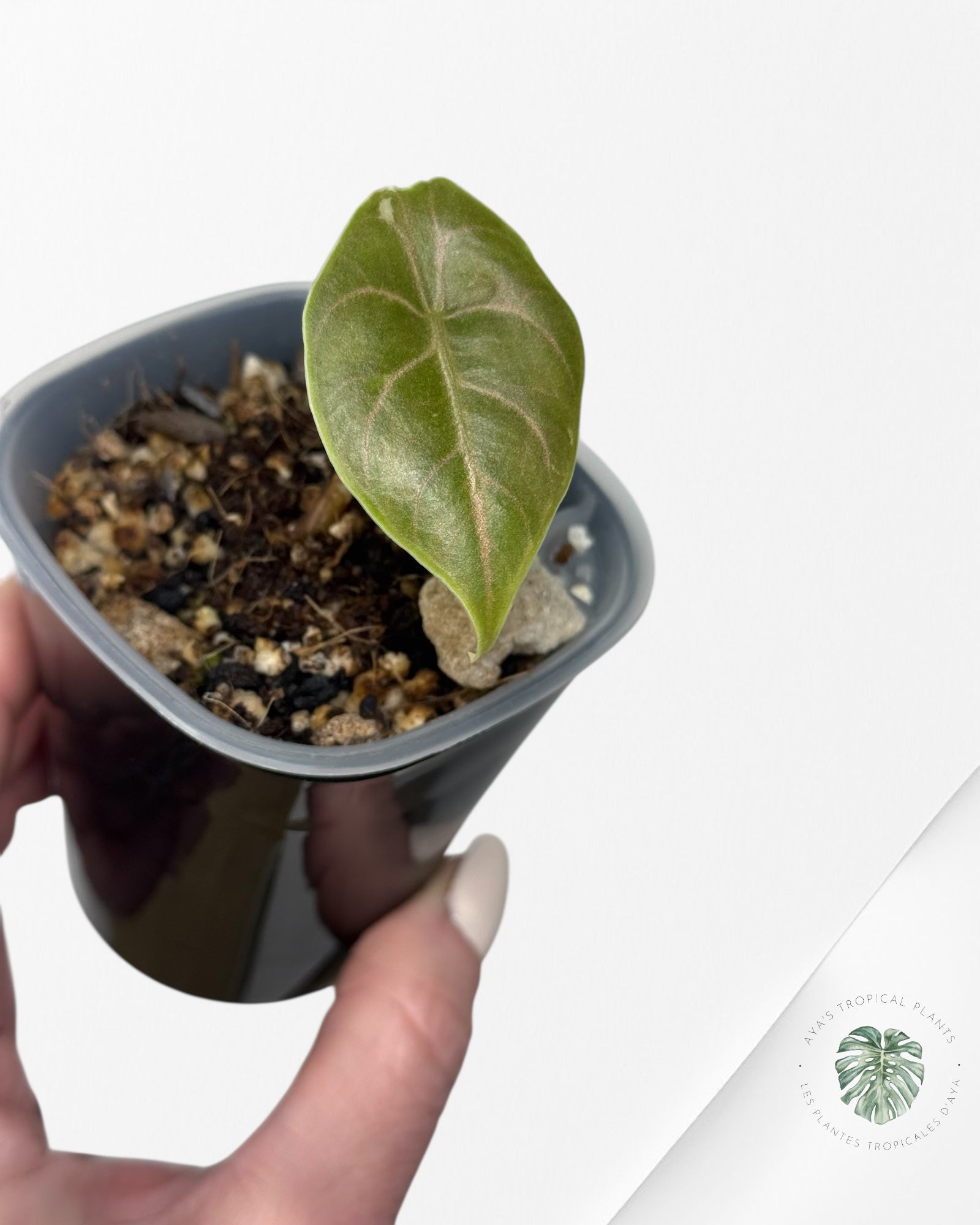 Alocasia Azlanii Pink Variegated