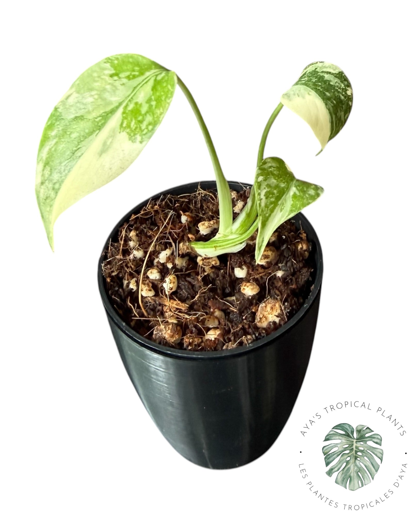 Monstera Thai Constellation Crème Brûlée