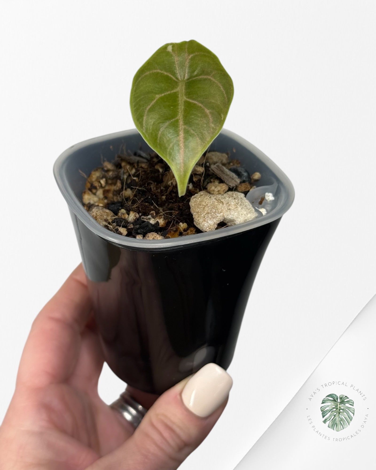 Alocasia Azlanii Pink Variegated