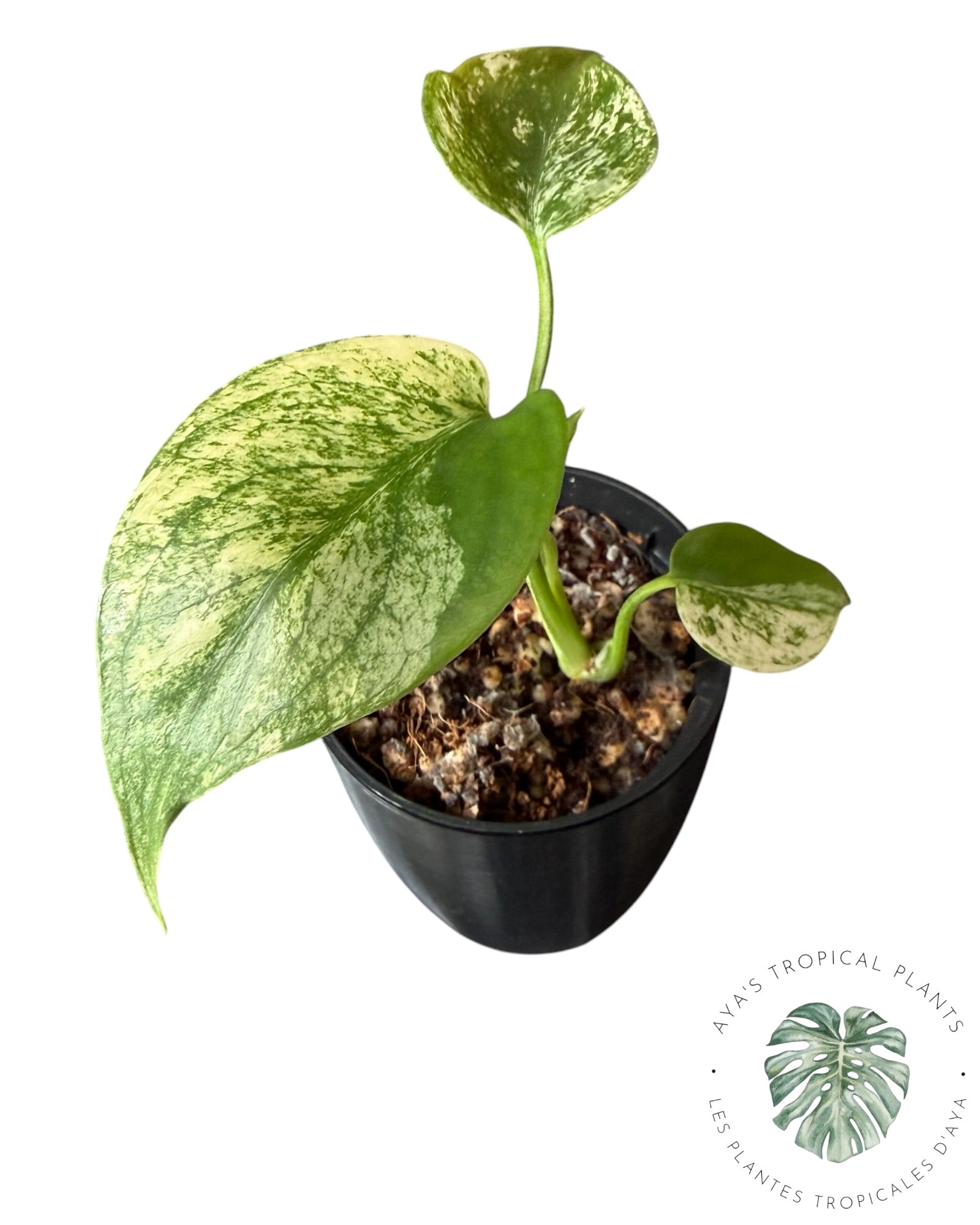 Monstera White Monster