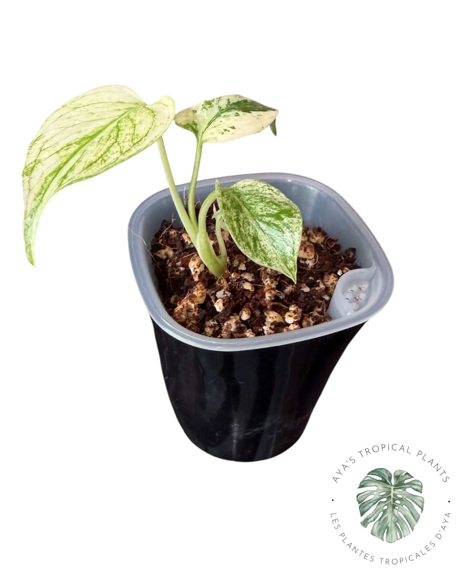 Monstera White Monster