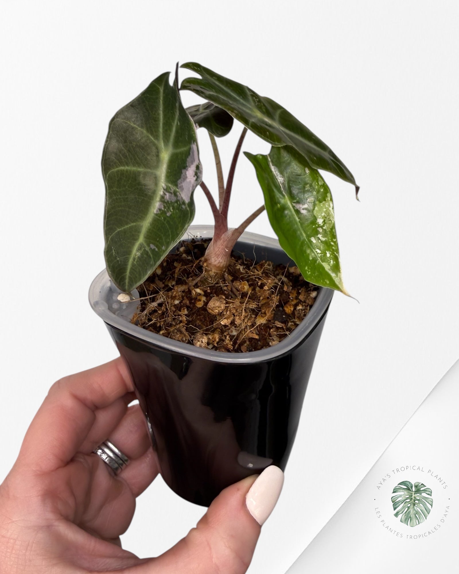 Alocasia Polly Pink Variegated