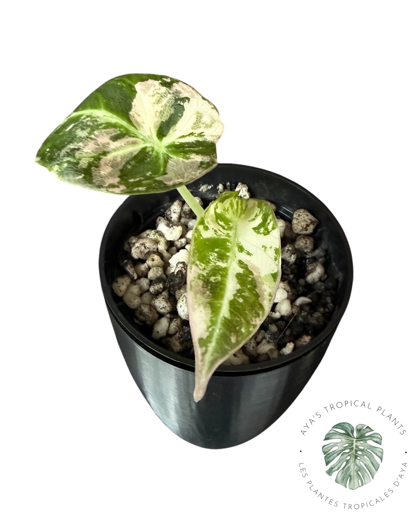 Alocasia Black Velvet Pink Variegated
