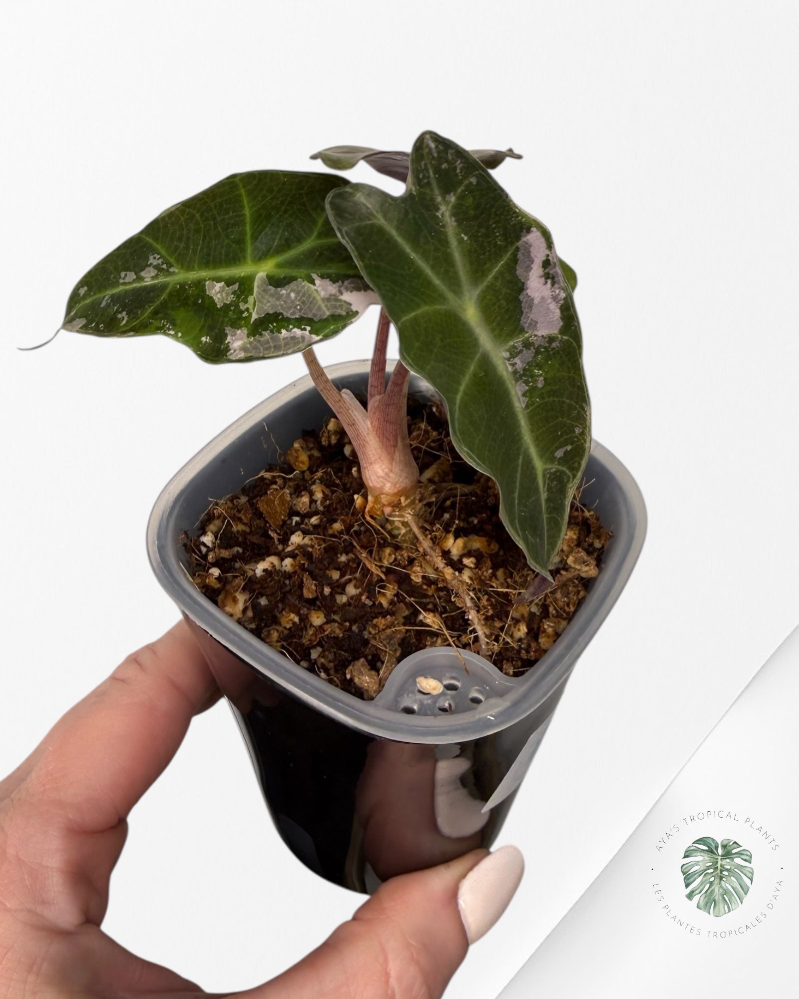 Alocasia Polly Pink Variegated