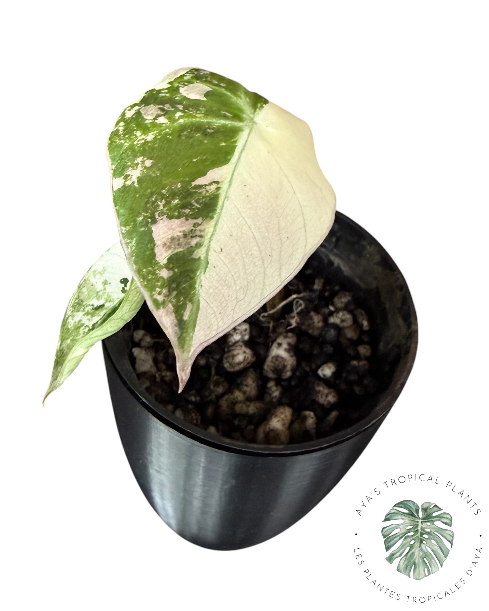 Alocasia Black Velvet Pink Variegated