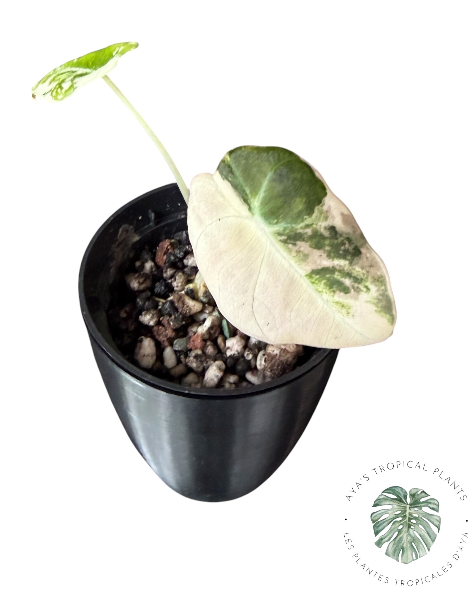Alocasia Black Velvet Pink Variegated