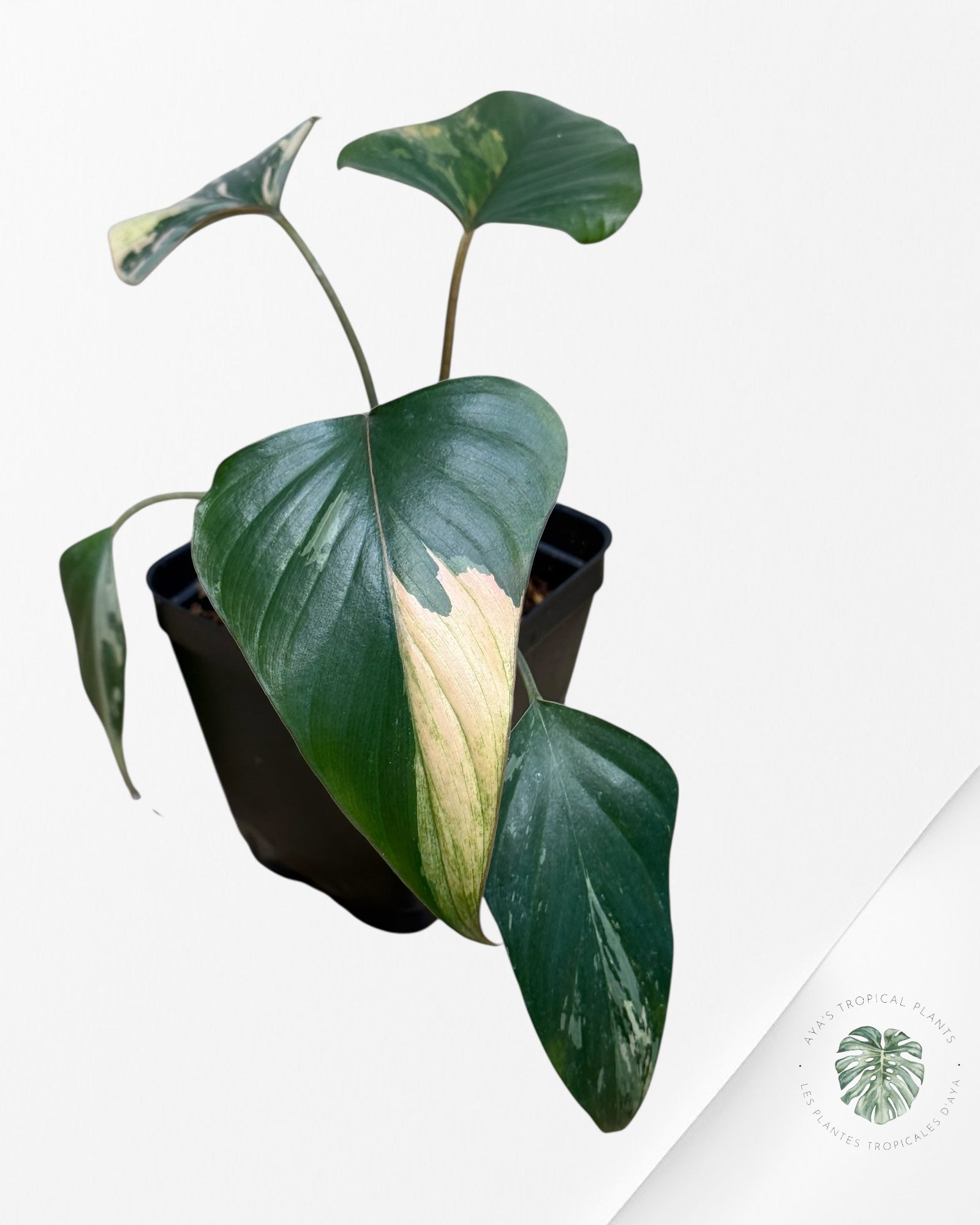 Homalomena Pink Diamond - V