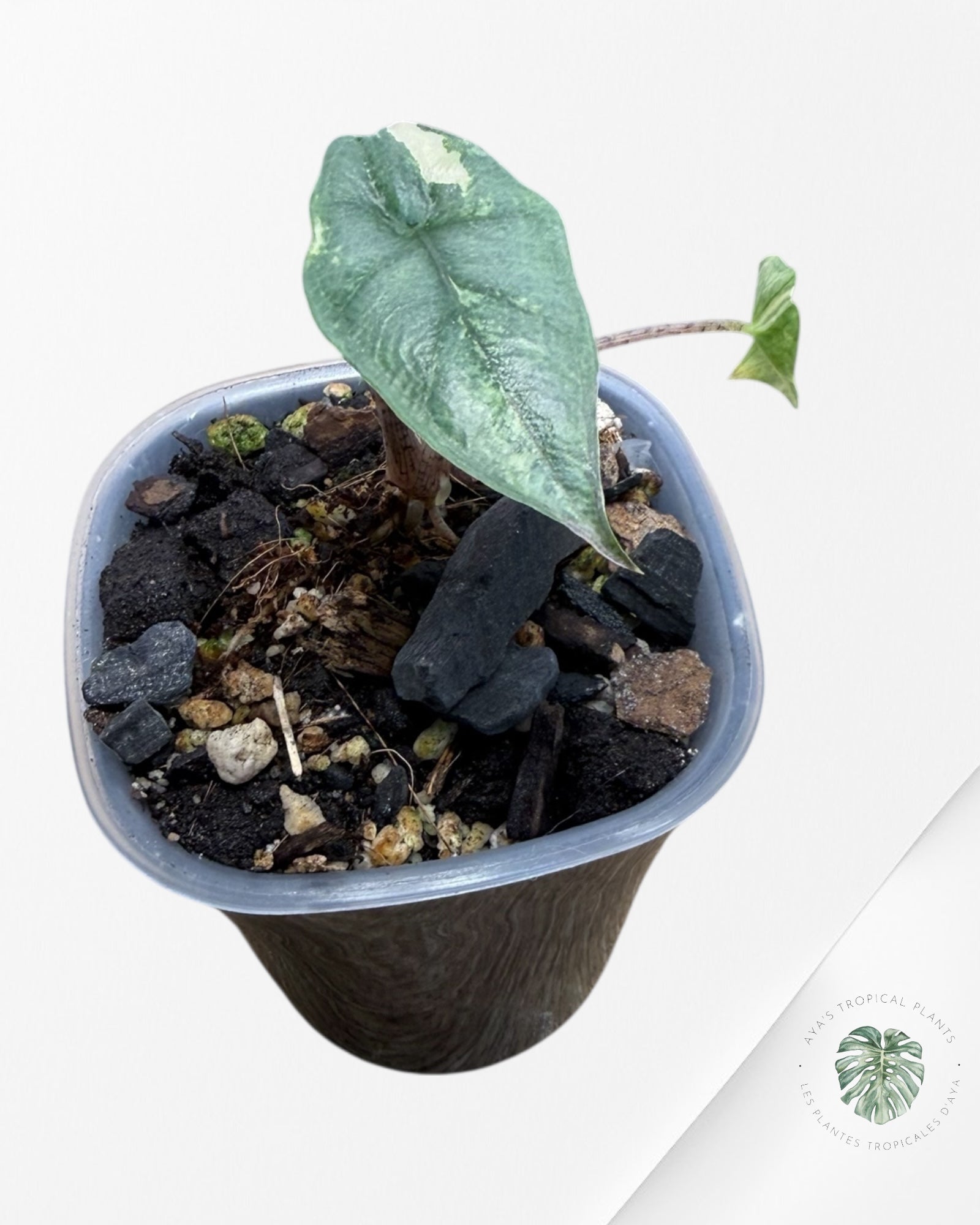 Alocasia Heterophylla Metallic Blue Variegated