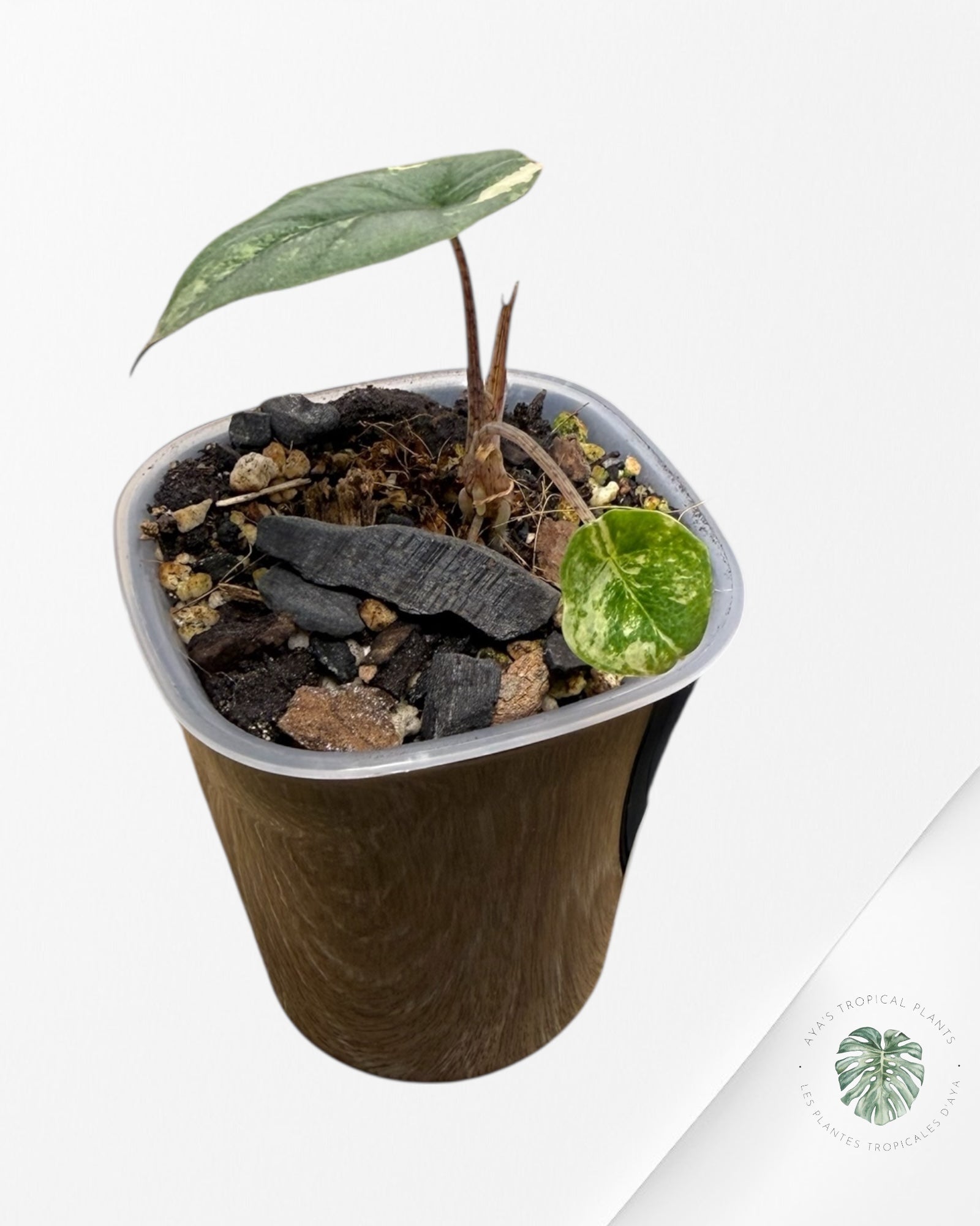 Alocasia Heterophylla Metallic Blue Variegated