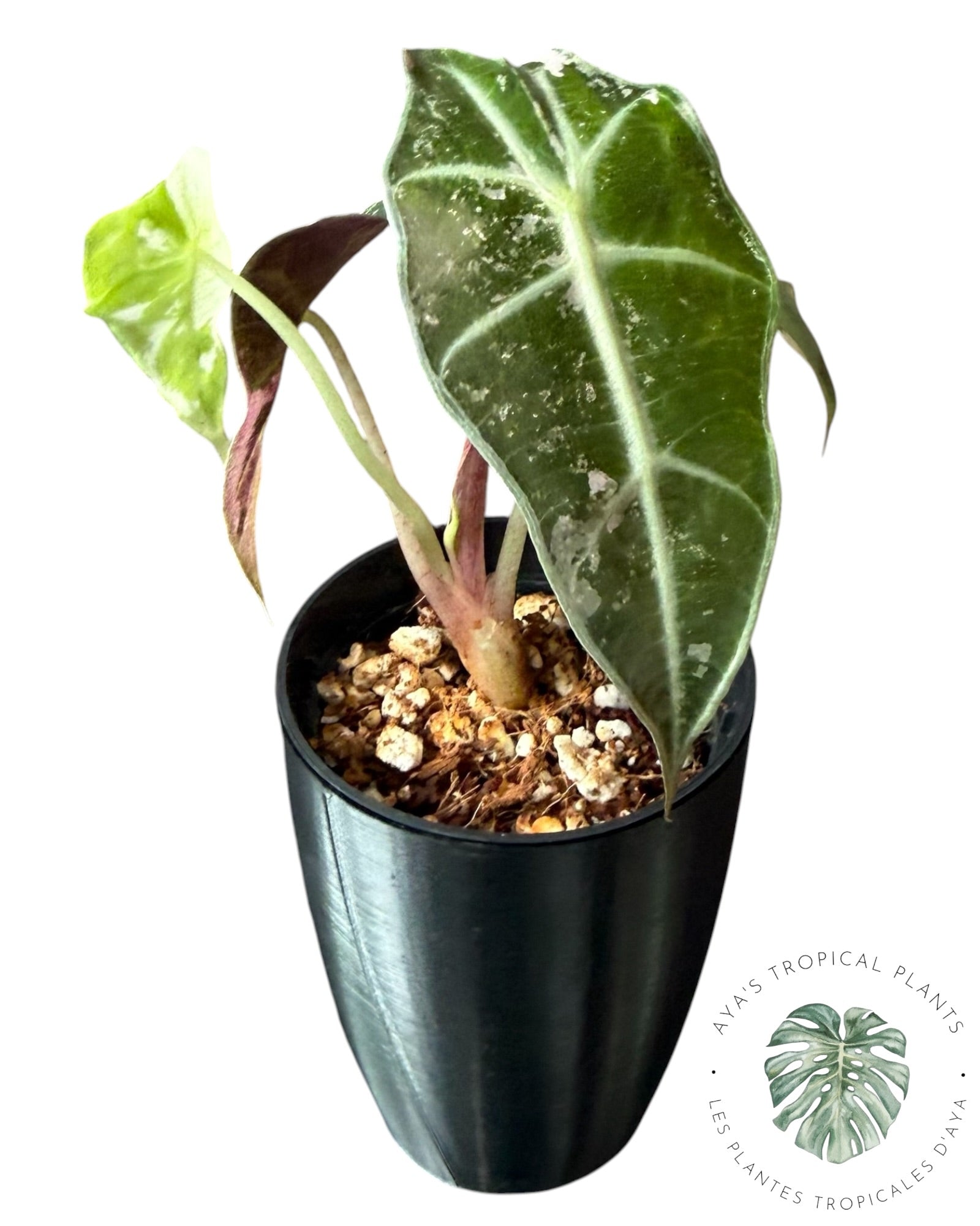 Alocasia Polly Flocon de Neige Rose