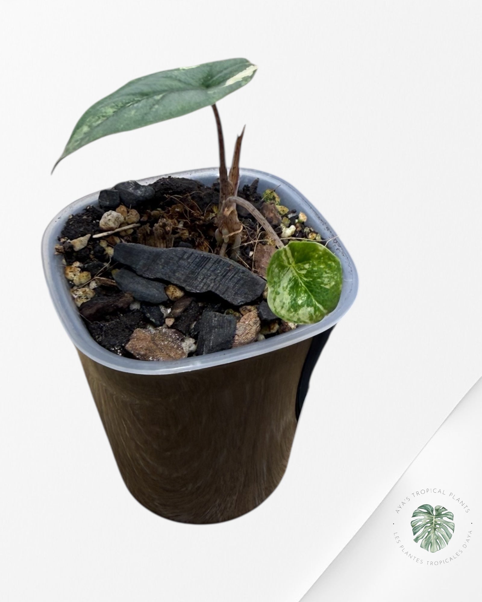 Alocasia Heterophylla Metallic Blue Variegated