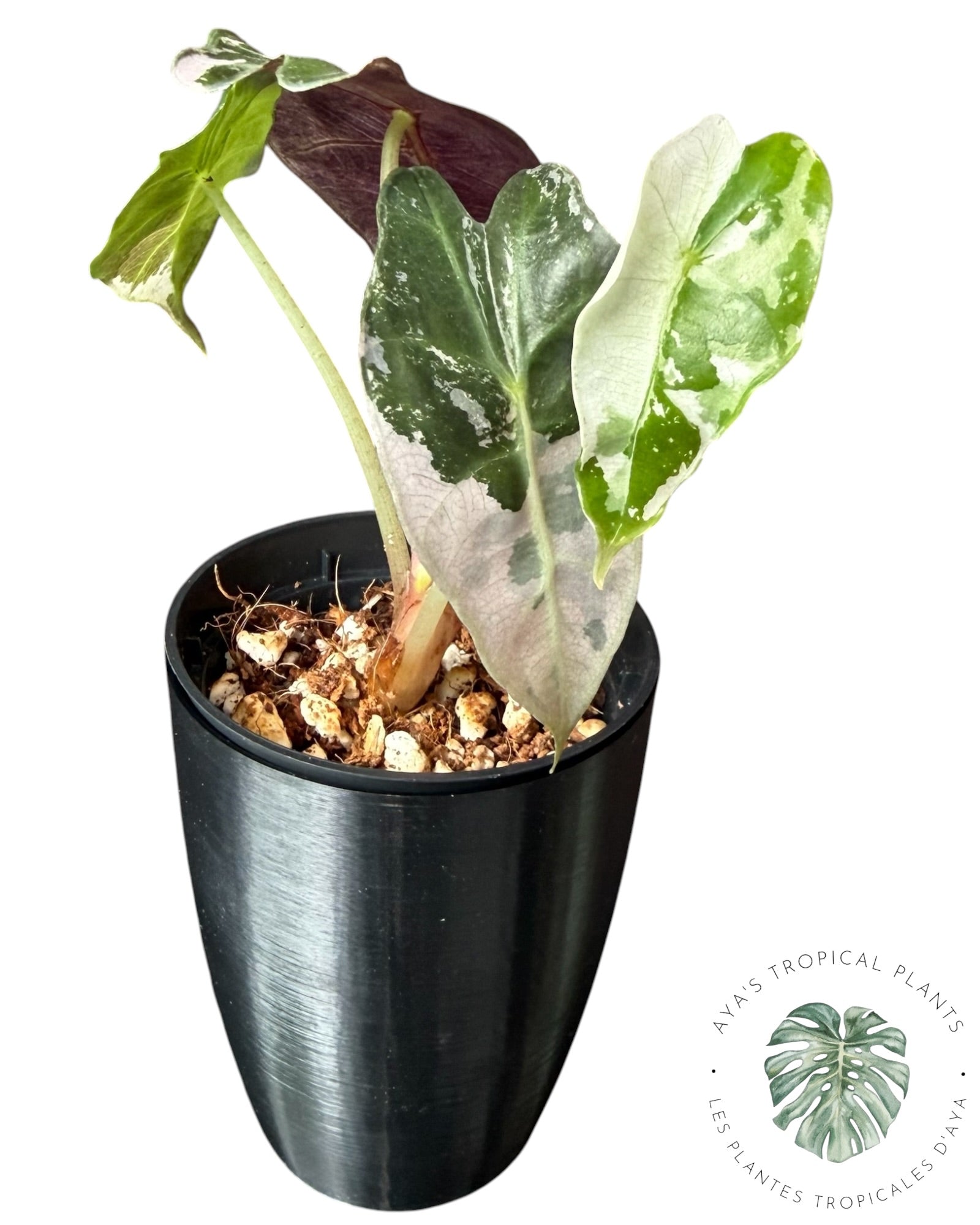 Alocasia Polly Flocon de Neige Rose