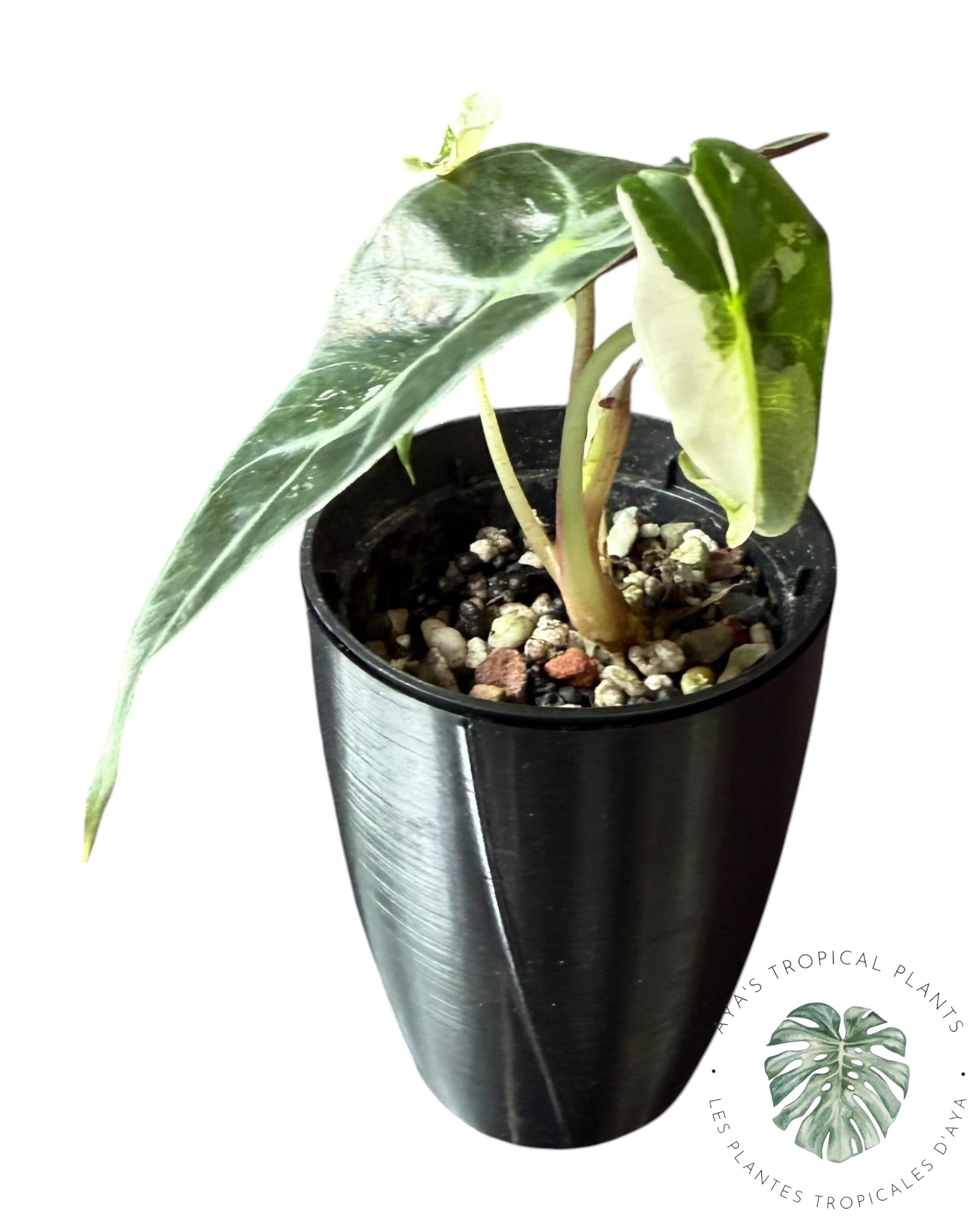 Alocasia Polly Flocon de Neige Rose