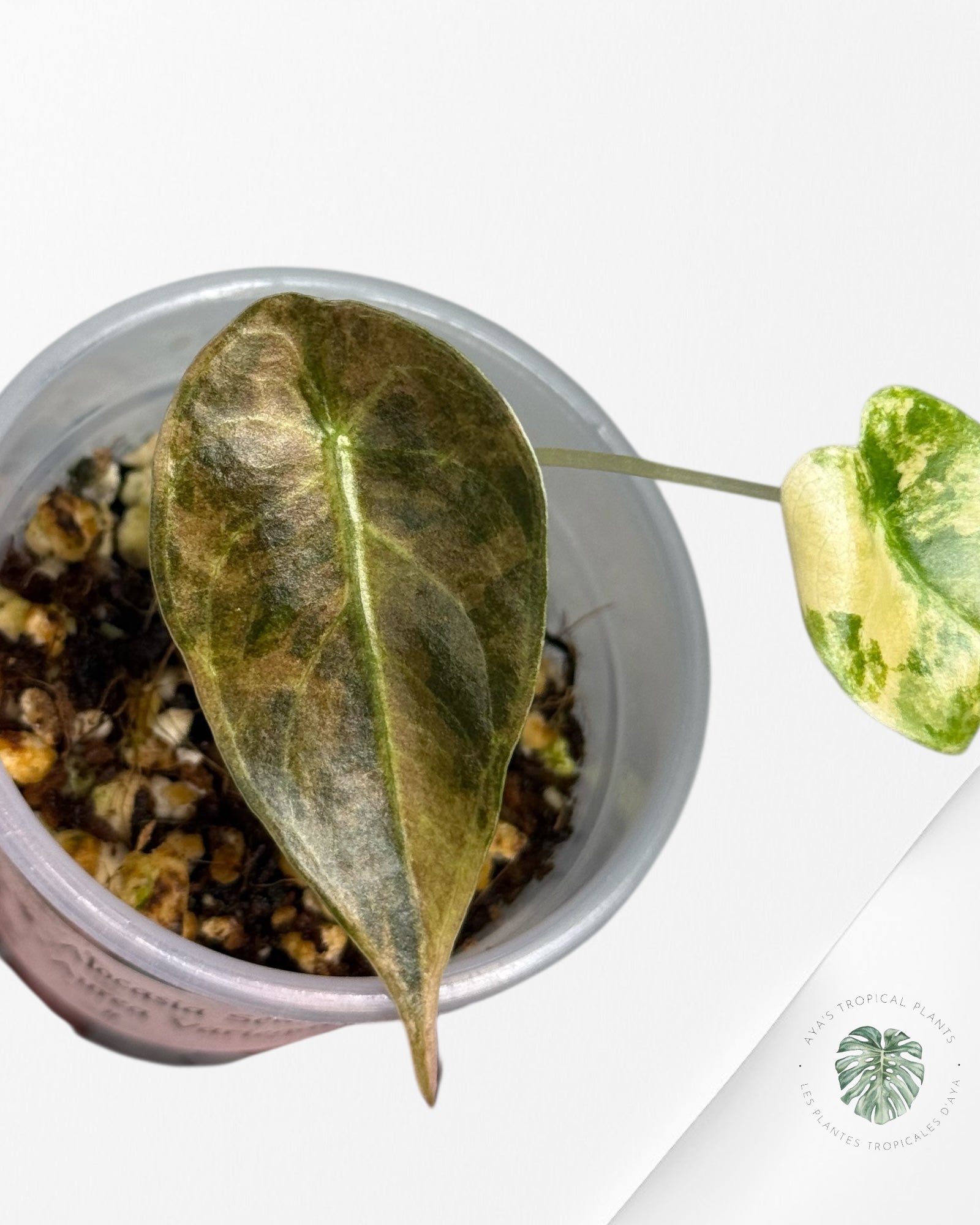 Alocasia Sedenii Variegated Aurea| Rare TC Plant| Aya's Tropical Plants